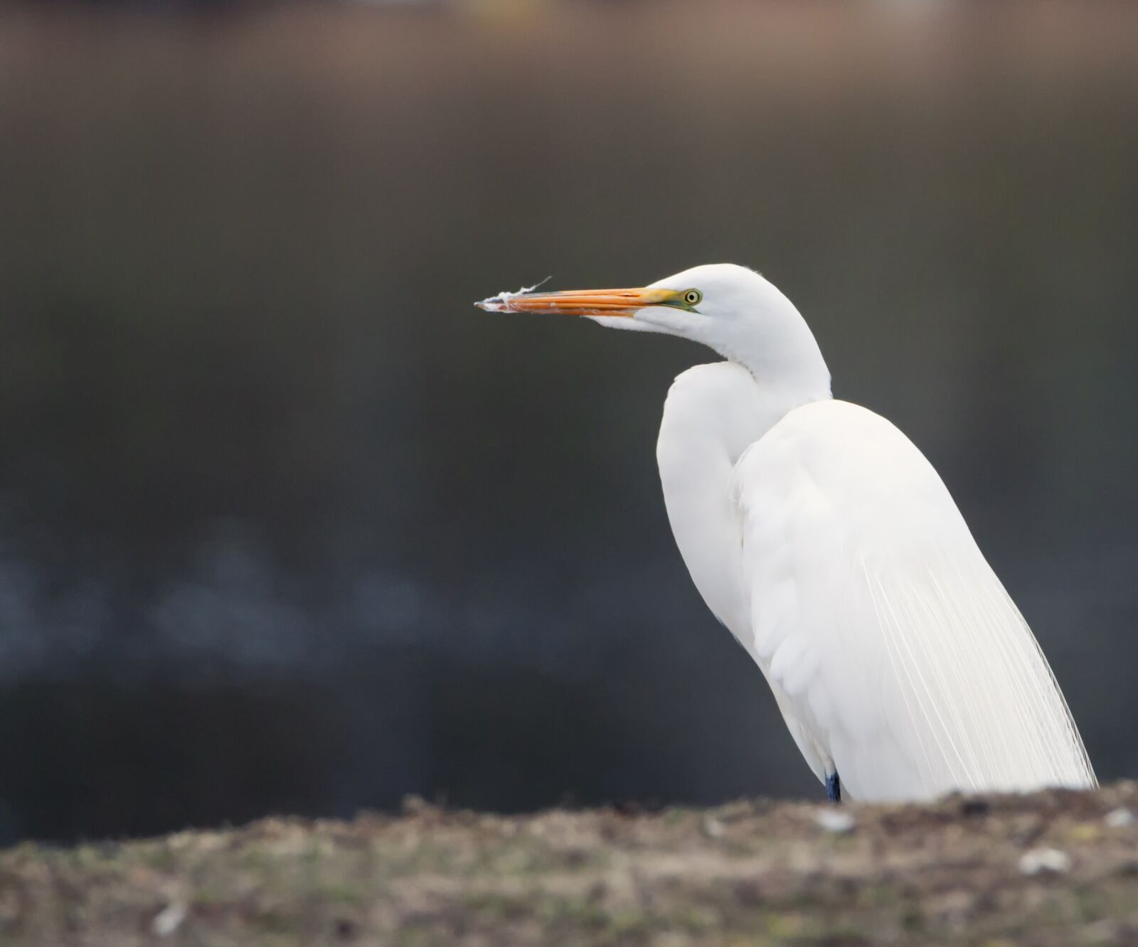 Canon EOS 500D (EOS Rebel T1i / EOS Kiss X3) sample photo. Egret, great egret, white photography