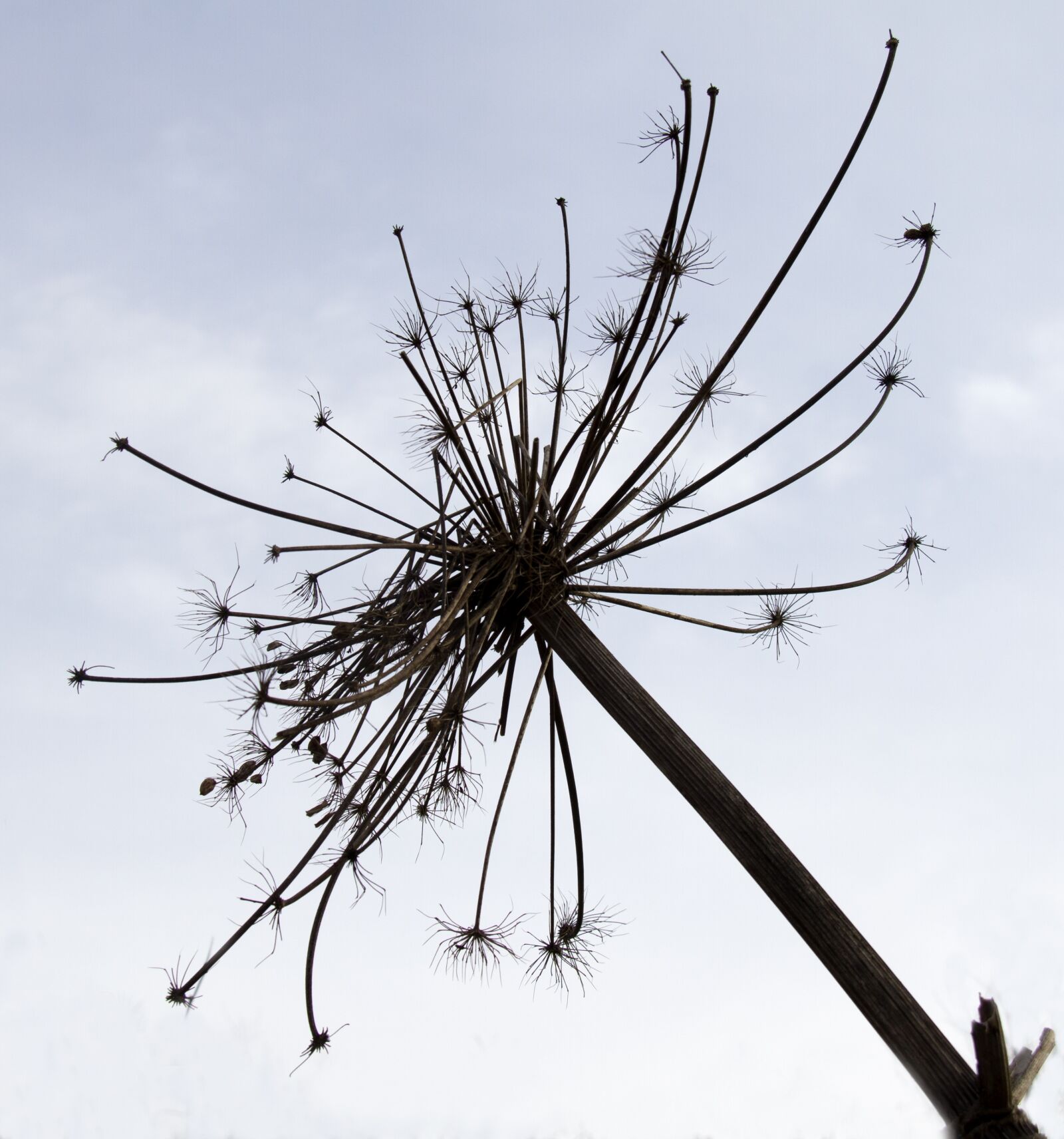 Canon EF-S 18-200mm F3.5-5.6 IS sample photo. Bearclaw, withers, skinny photography
