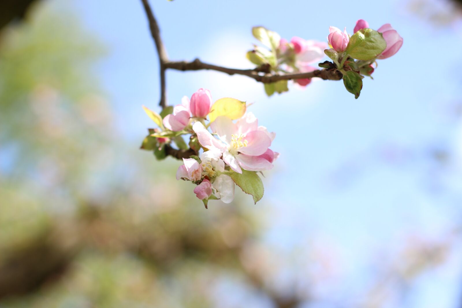 Canon EOS 600D (Rebel EOS T3i / EOS Kiss X5) + Canon EF 50mm F1.8 II sample photo. Apple, apple tree, pink photography