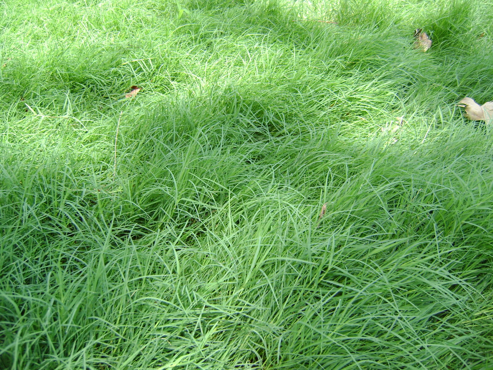 Sony Cyber-shot DSC-S750 sample photo. Green photography