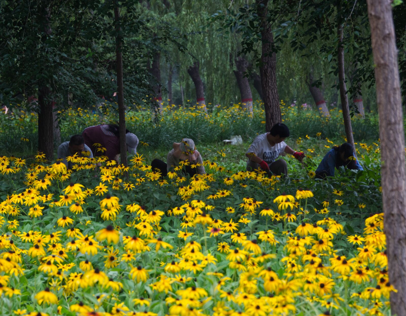 Nikon D750 sample photo. Yellow flowers, china, nature photography