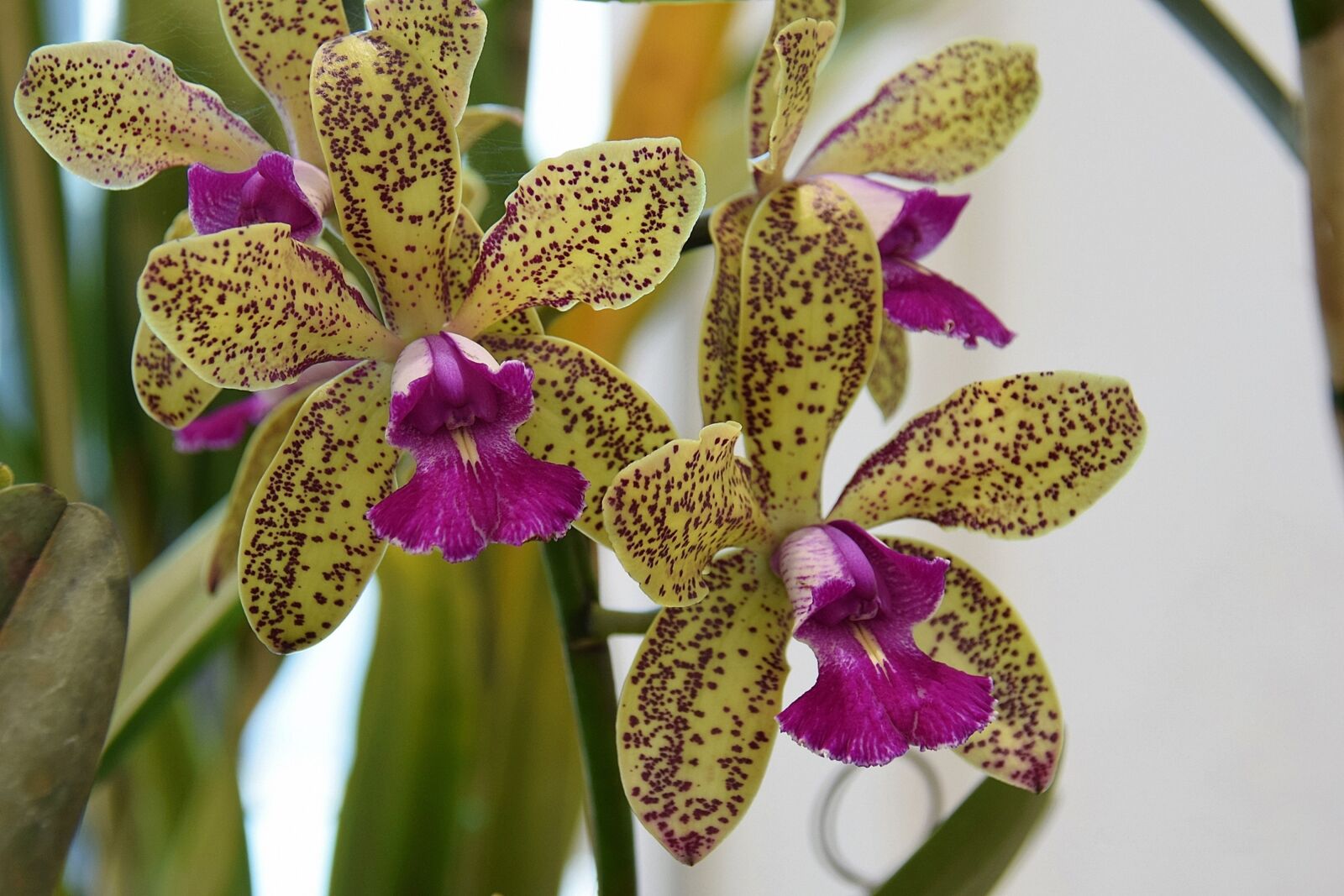Nikon D5300 sample photo. Orchid, plant, orchids photography