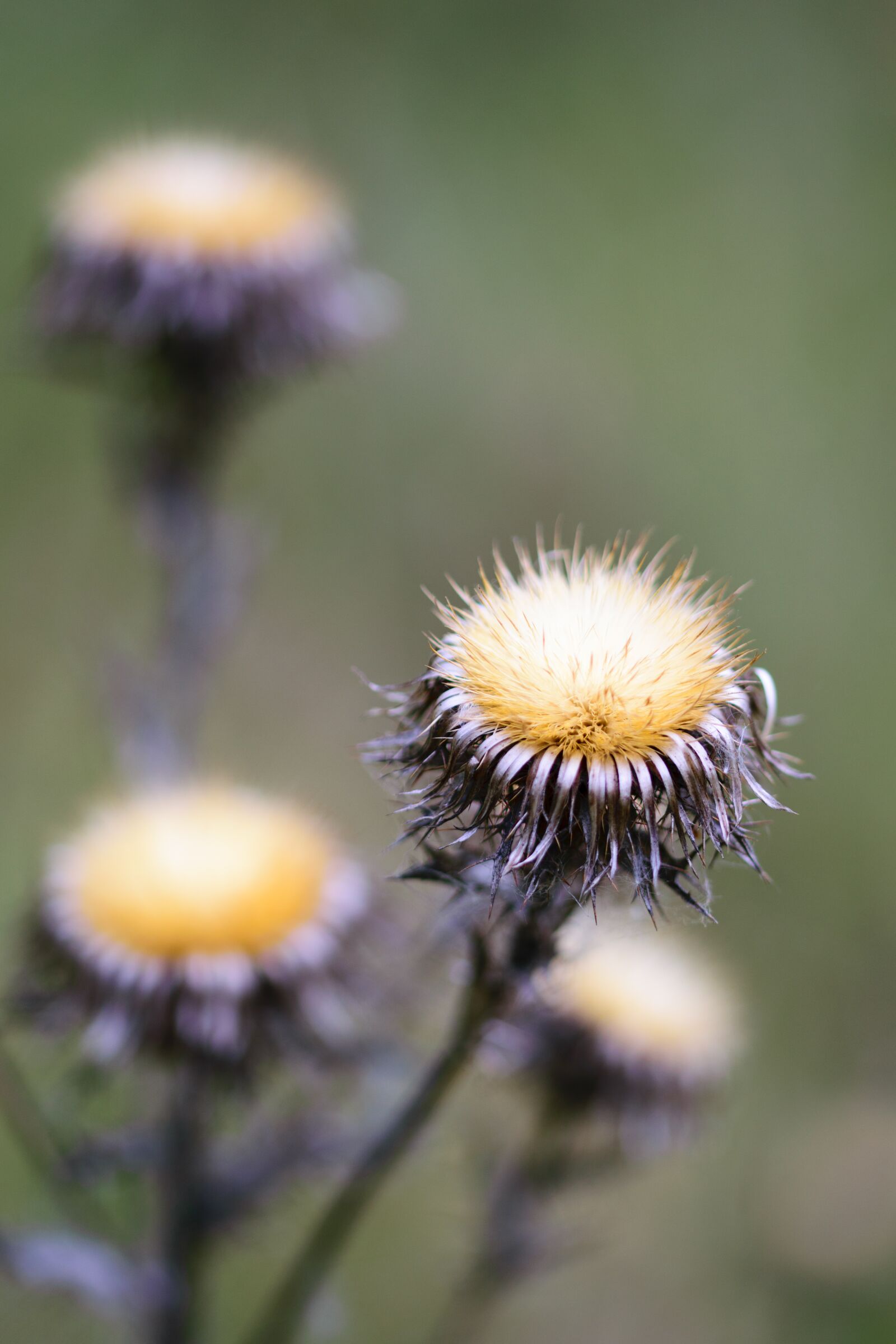 Nikon D5300 sample photo. Nature, dandelion, plant photography