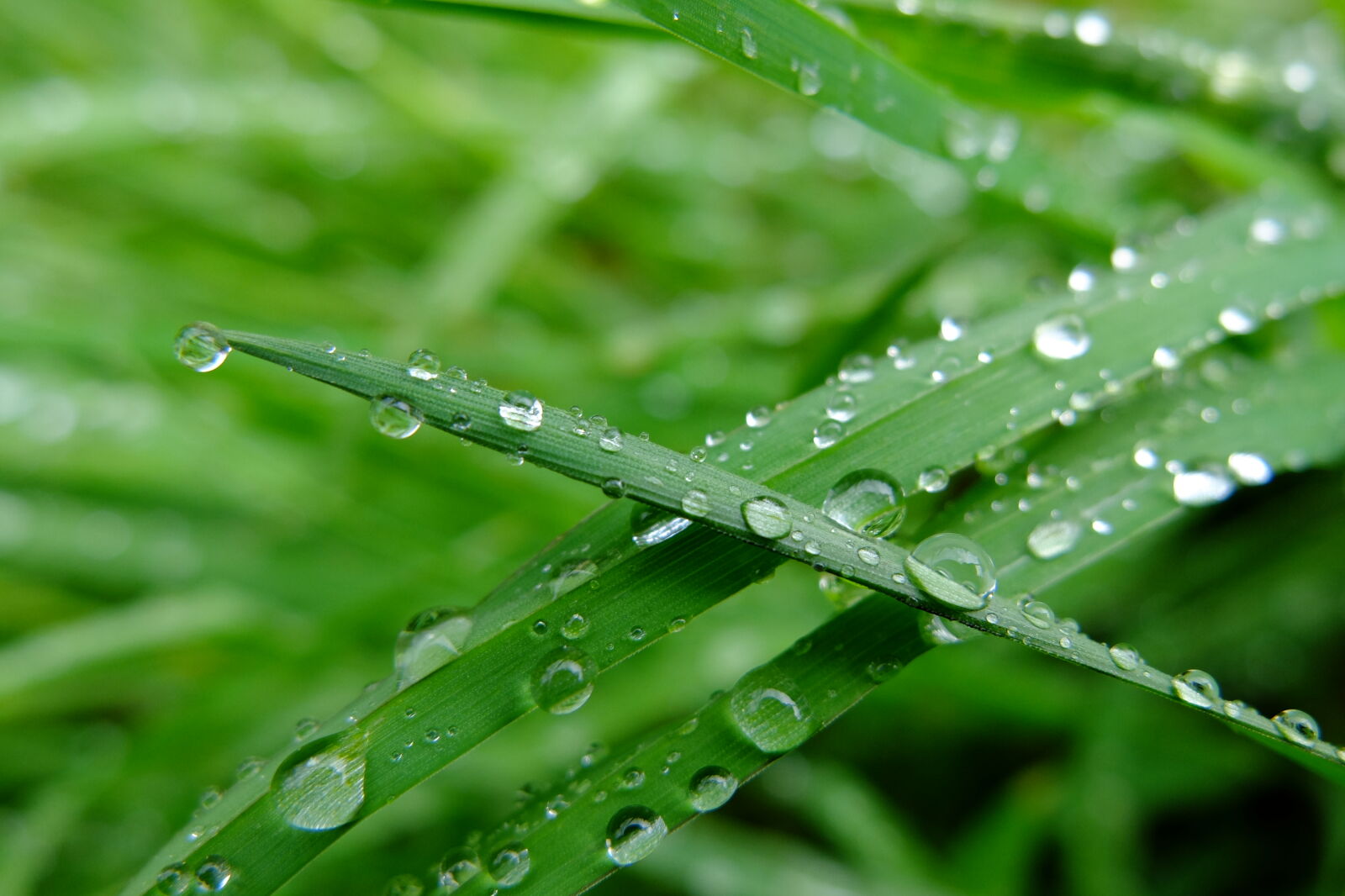 Fujifilm X30 sample photo. Grass, rain, spring, water photography
