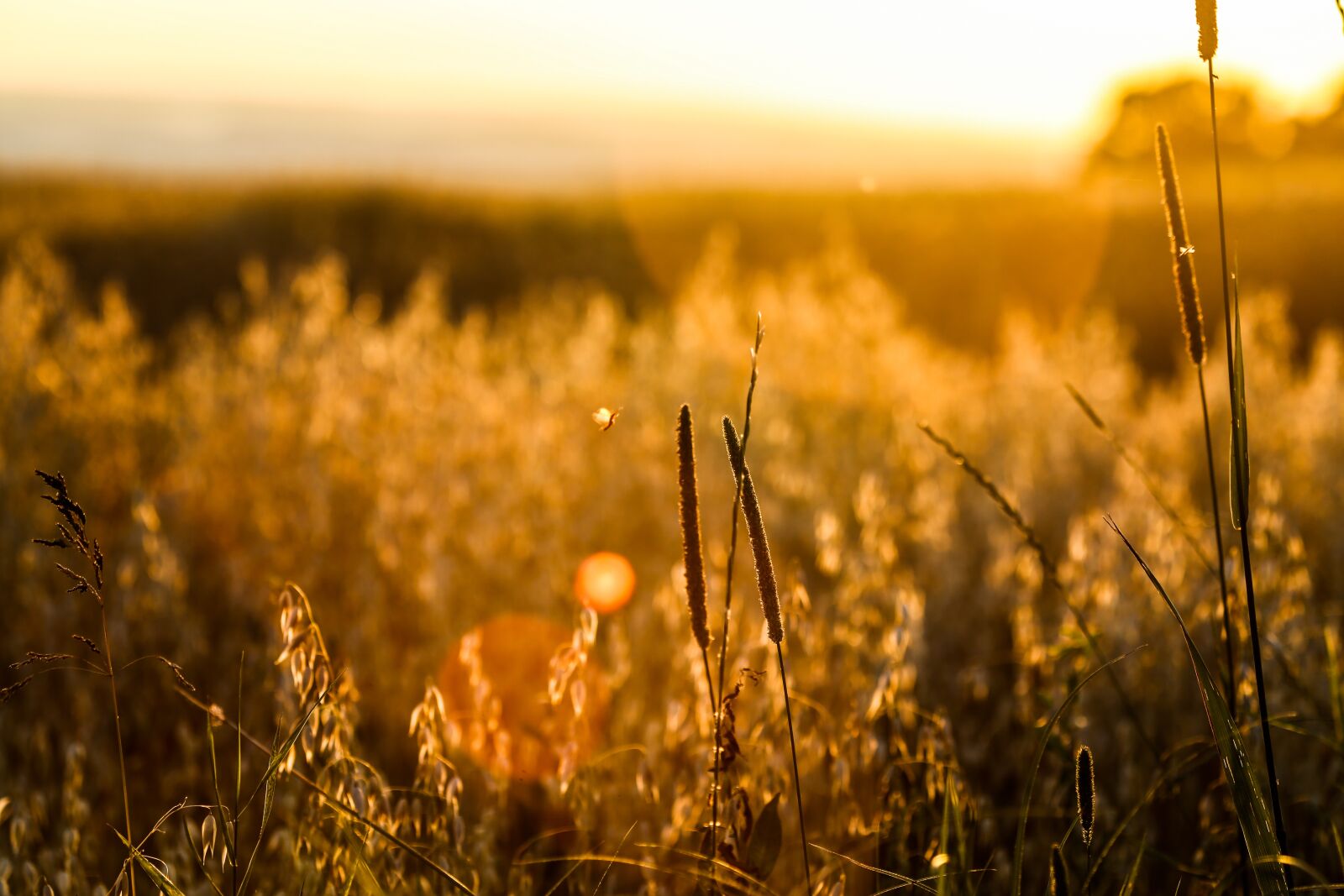 Canon EF 100-400mm F4.5-5.6L IS USM sample photo. Meadow, light, mood photography