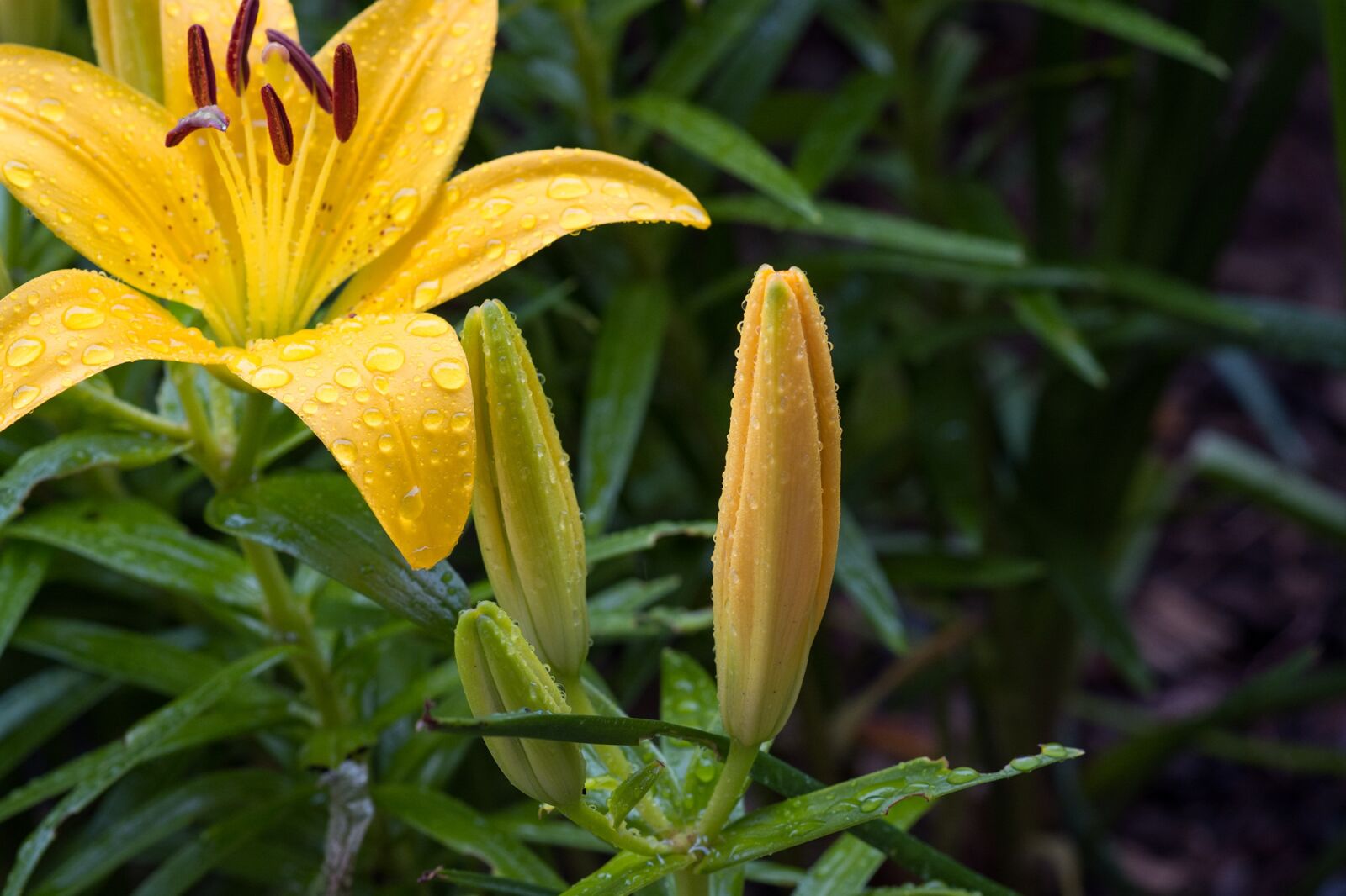 Nikon D7100 sample photo. Lily, yellow, lilies photography