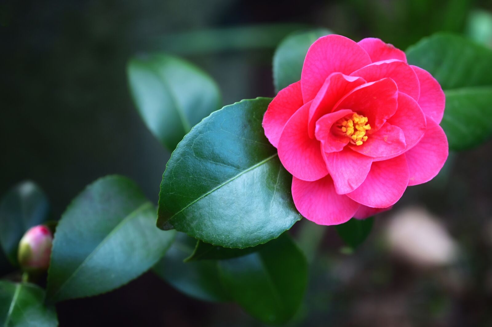 Nikon Nikkor Z 24-70mm F2.8 S sample photo. Japanese camellia, camellia, camellia photography