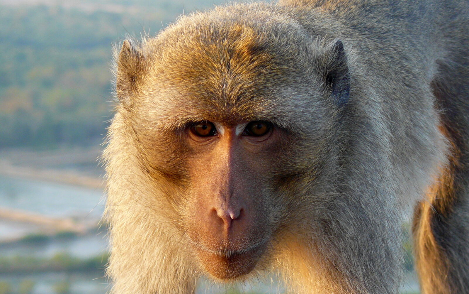 Panasonic DMC-FZ8 sample photo. Asia, macaque, monkey, ramerman photography
