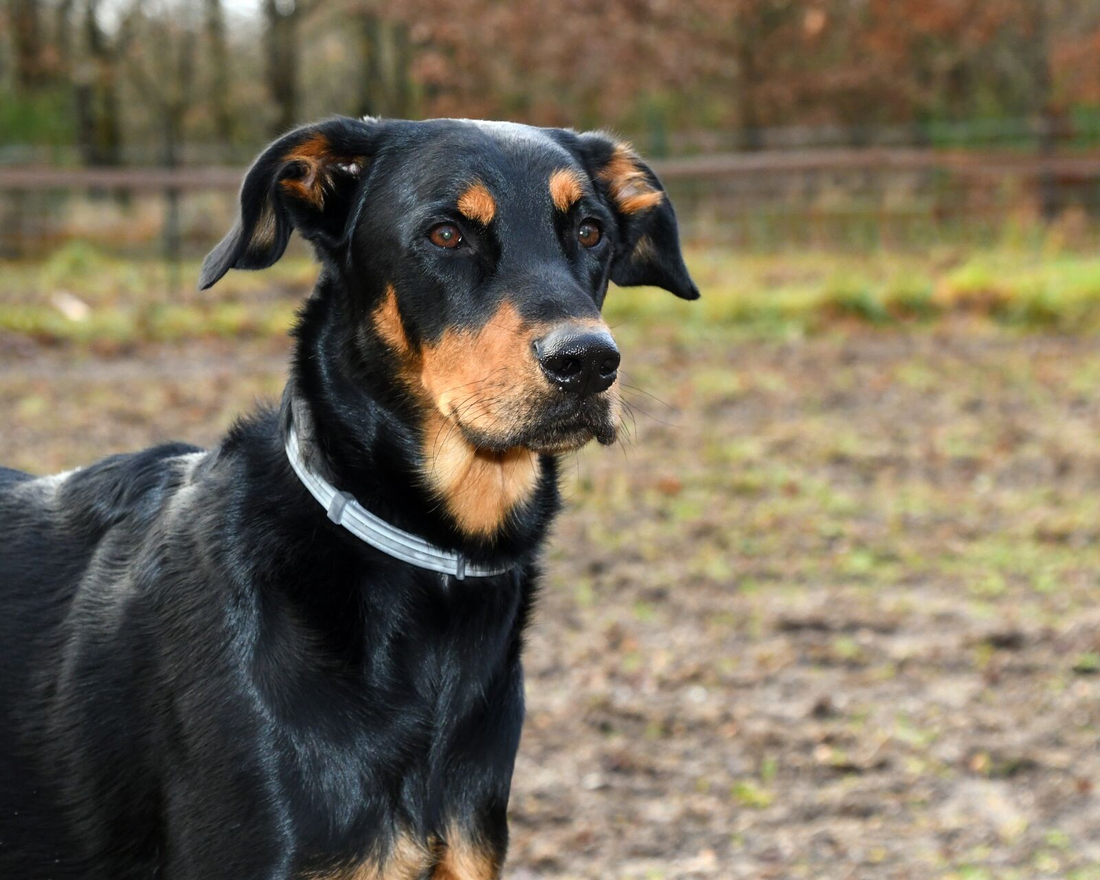 Nikon D500 sample photo. Dog, beauceron, mammal photography