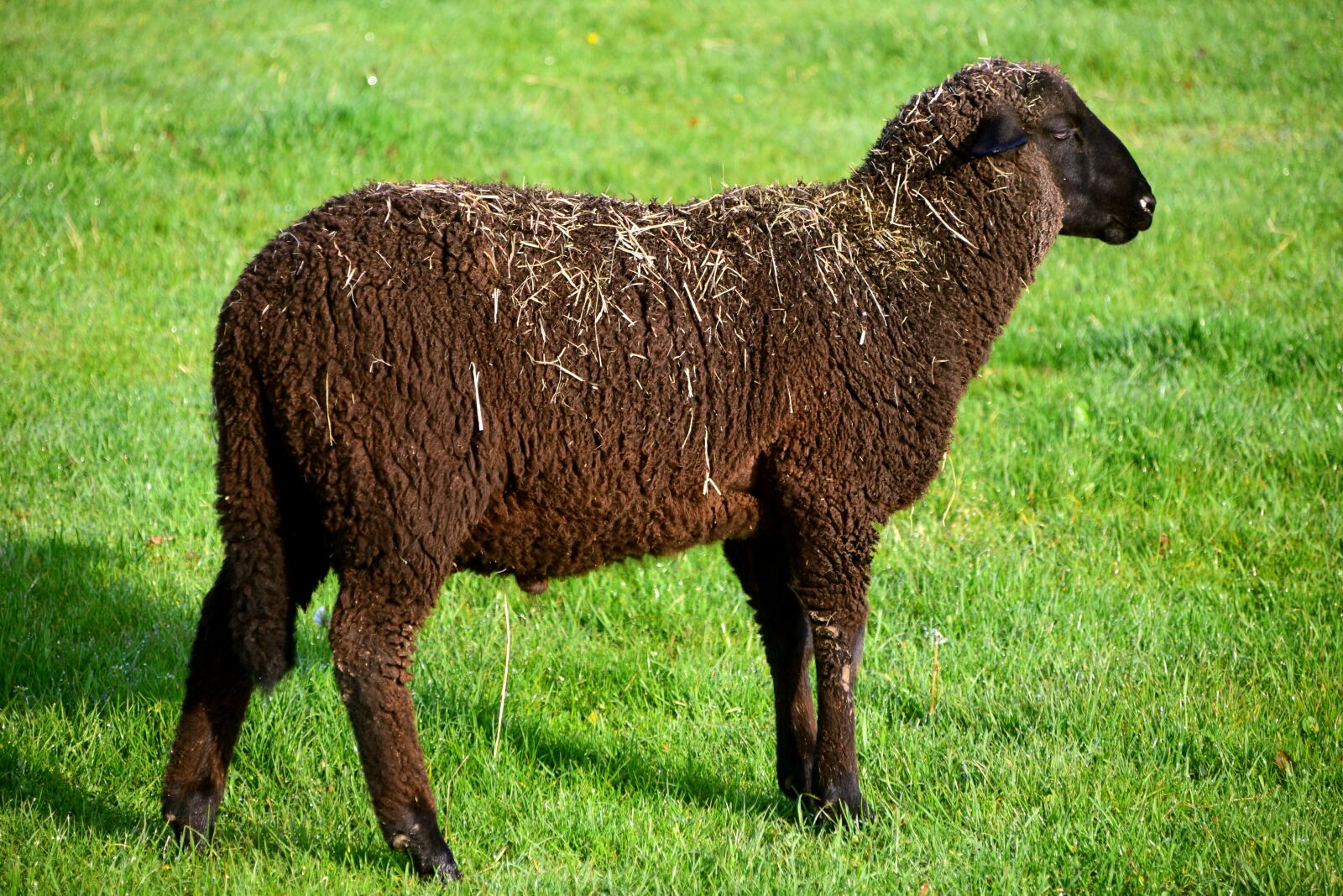 Nikon D3300 sample photo. Sheep, black sheep, animal photography