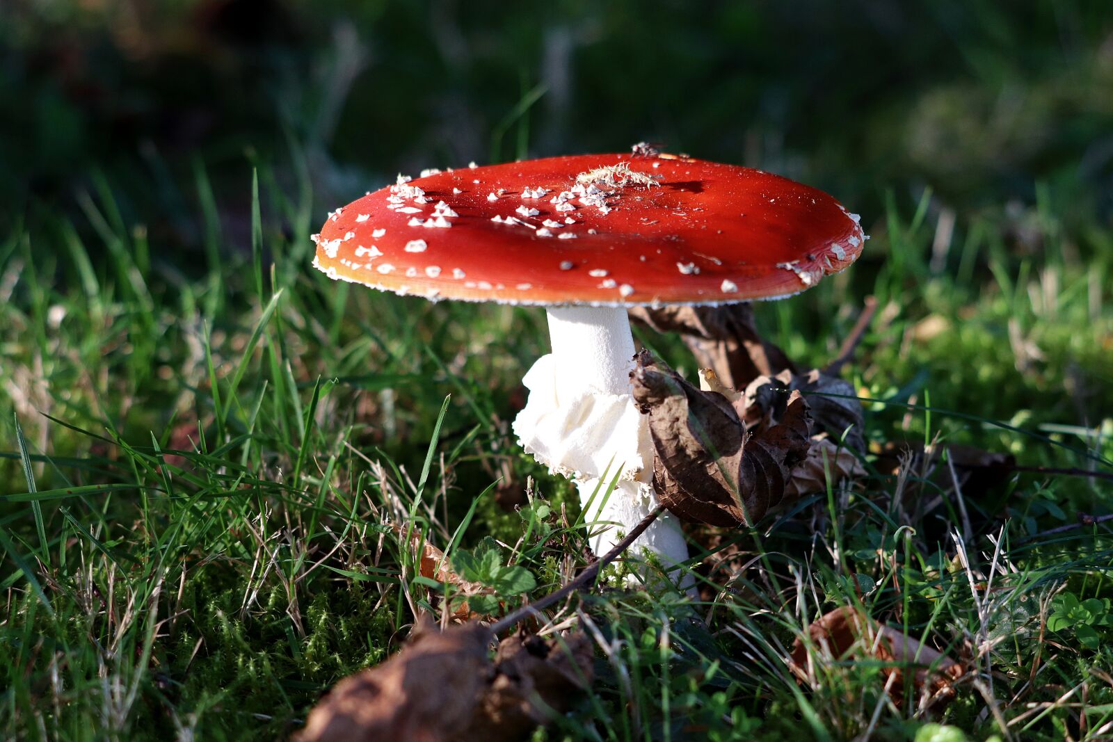 Canon EF 70-300 F4-5.6 IS II USM sample photo. Fly agaric, toxic, red photography