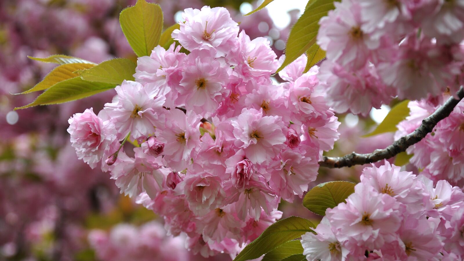 Nikon D90 sample photo. Japan cherry, spring, flowering photography