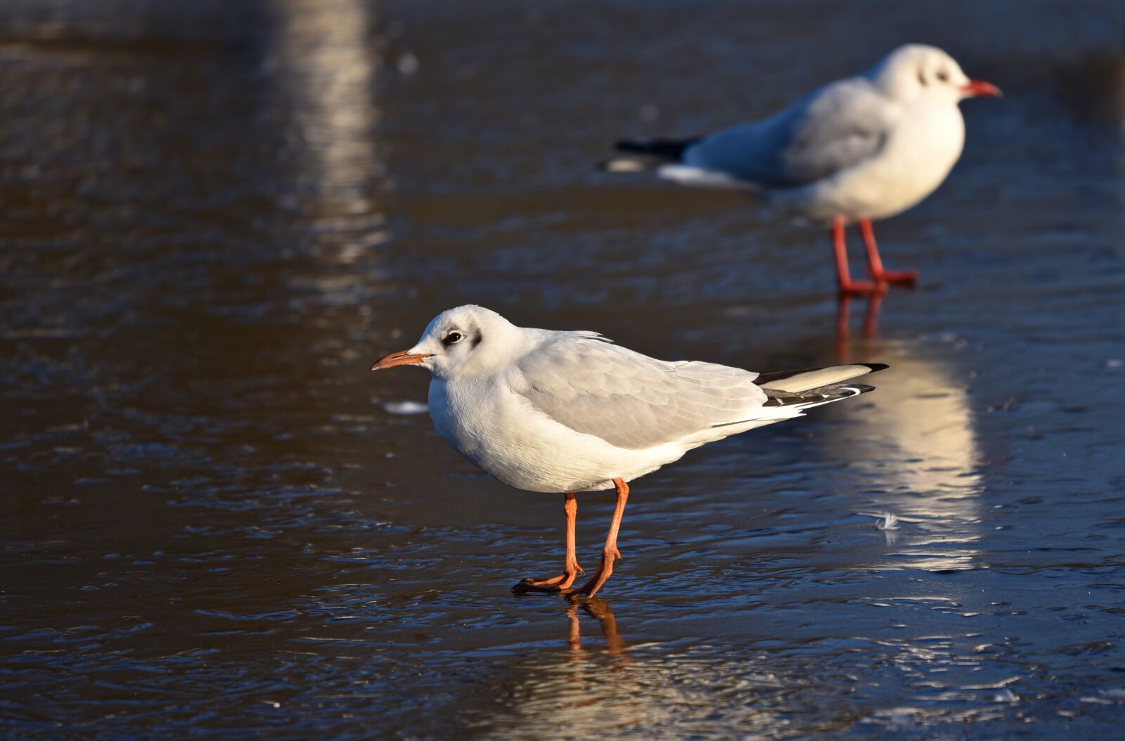 Nikon D750 sample photo. Seagull, gull, seabird photography