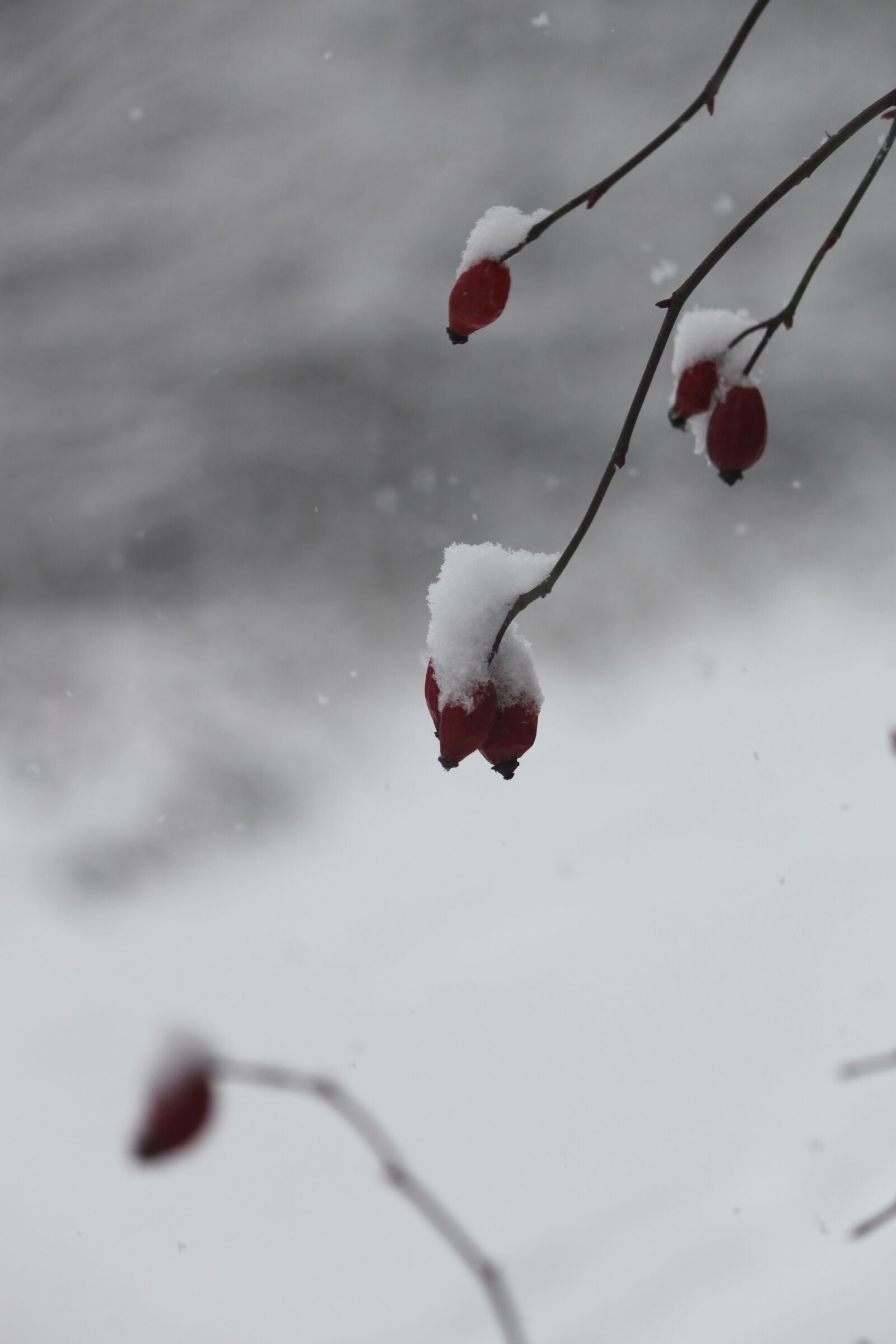 Canon EOS 500D (EOS Rebel T1i / EOS Kiss X3) sample photo. Snow, winter, flower photography