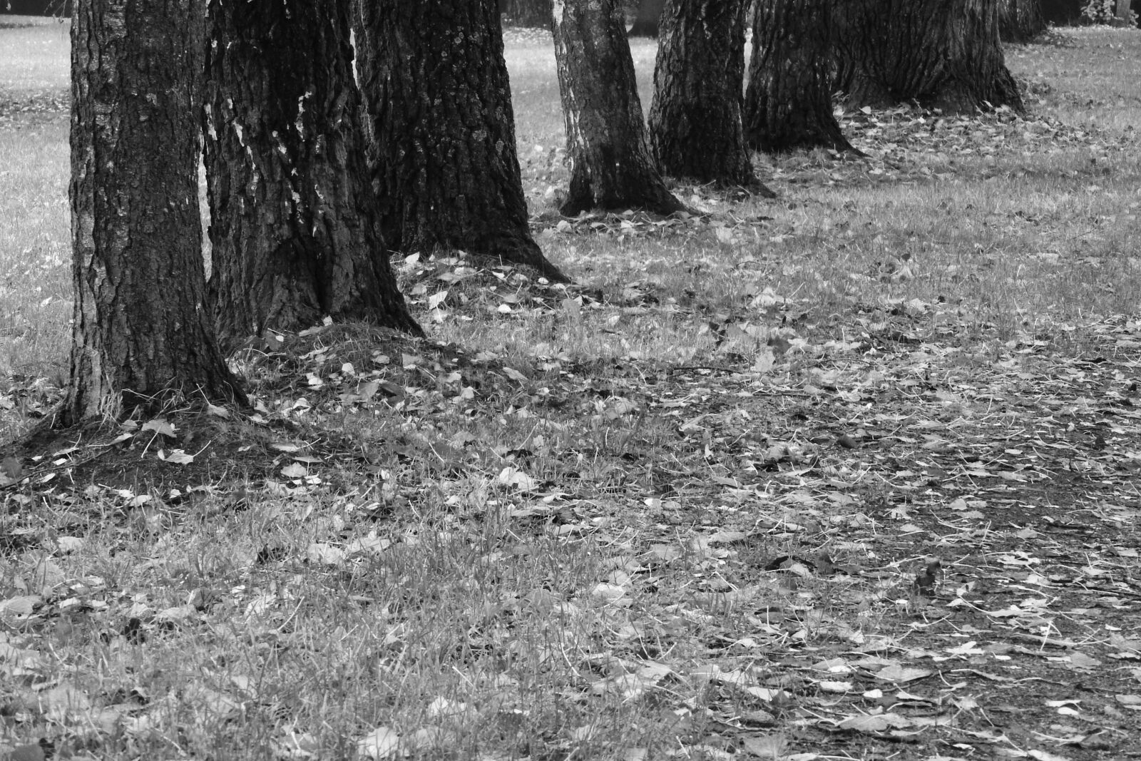 Nikon Coolpix P610 sample photo. Tree trunks, alley, path photography