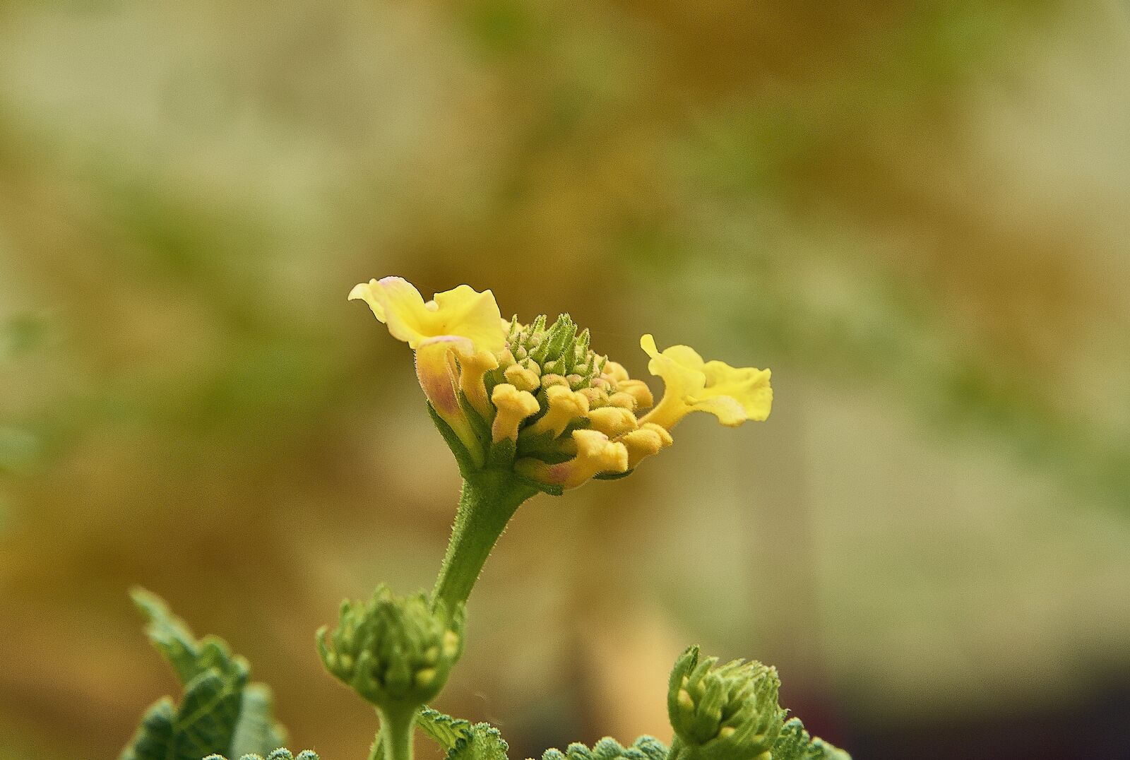 Nikon D7200 sample photo. Flower, garden, plant photography