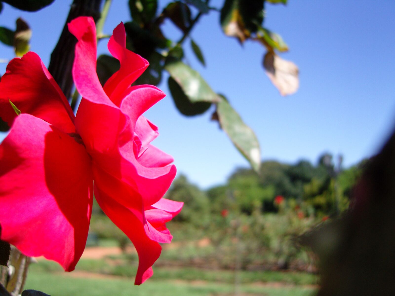 Samsung VLUU NV10, NV10 sample photo. Rosa, flower, roses photography