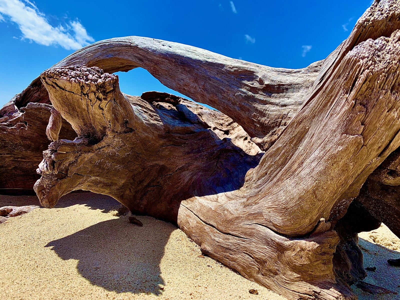 Apple iPhone XR sample photo. Driftwood, organic, sand photography