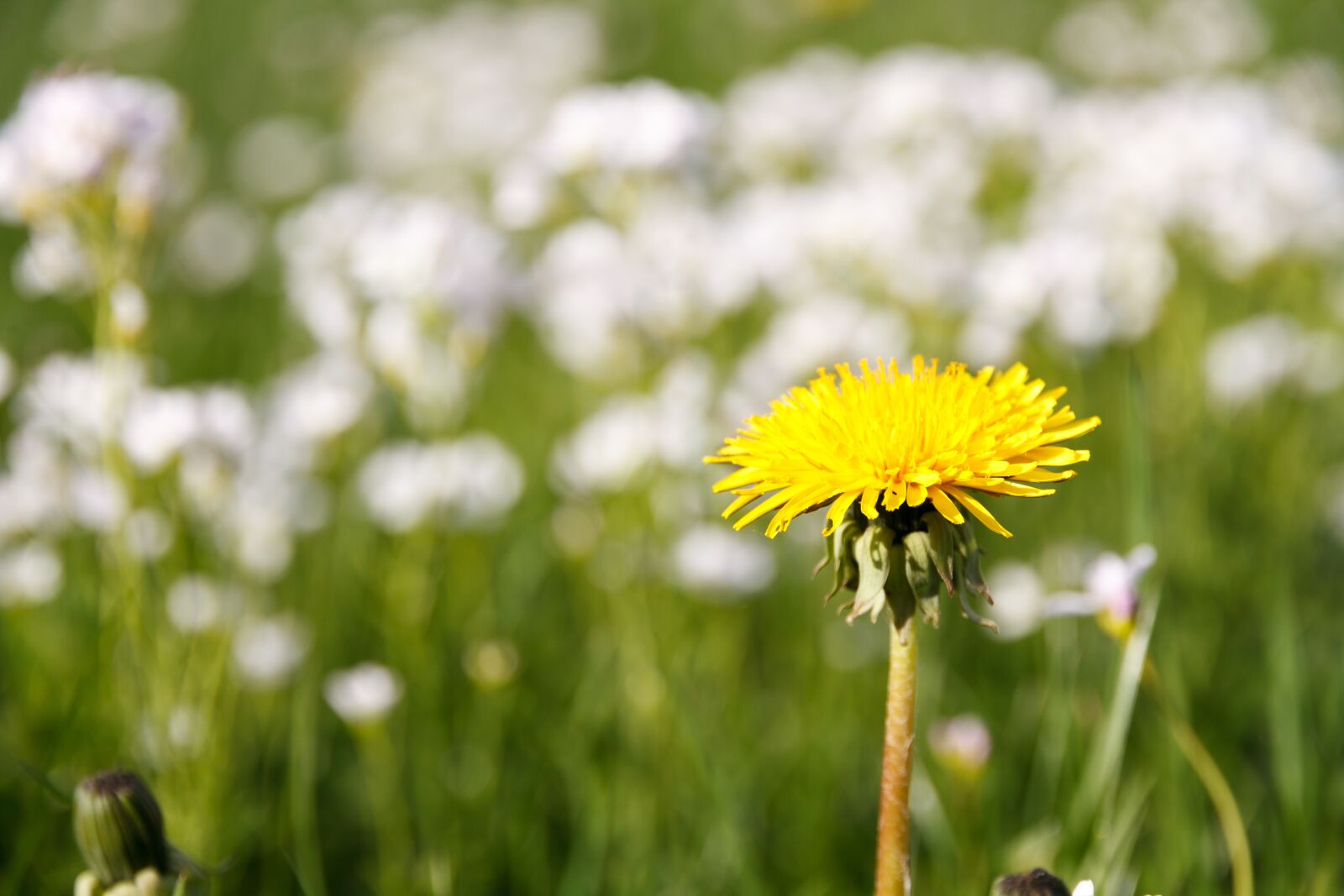 Canon EOS 7D sample photo. Flower, meadow, spring photography