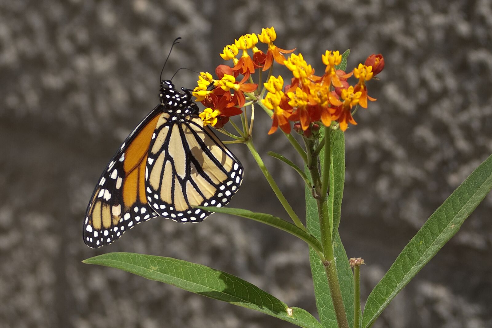 Canon EOS 350D (EOS Digital Rebel XT / EOS Kiss Digital N) sample photo. Monarch, butterfly, asclepias photography
