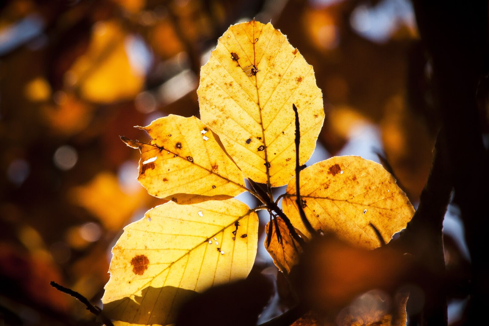 Canon EOS 50D sample photo. Autumn, colorful, leaves photography