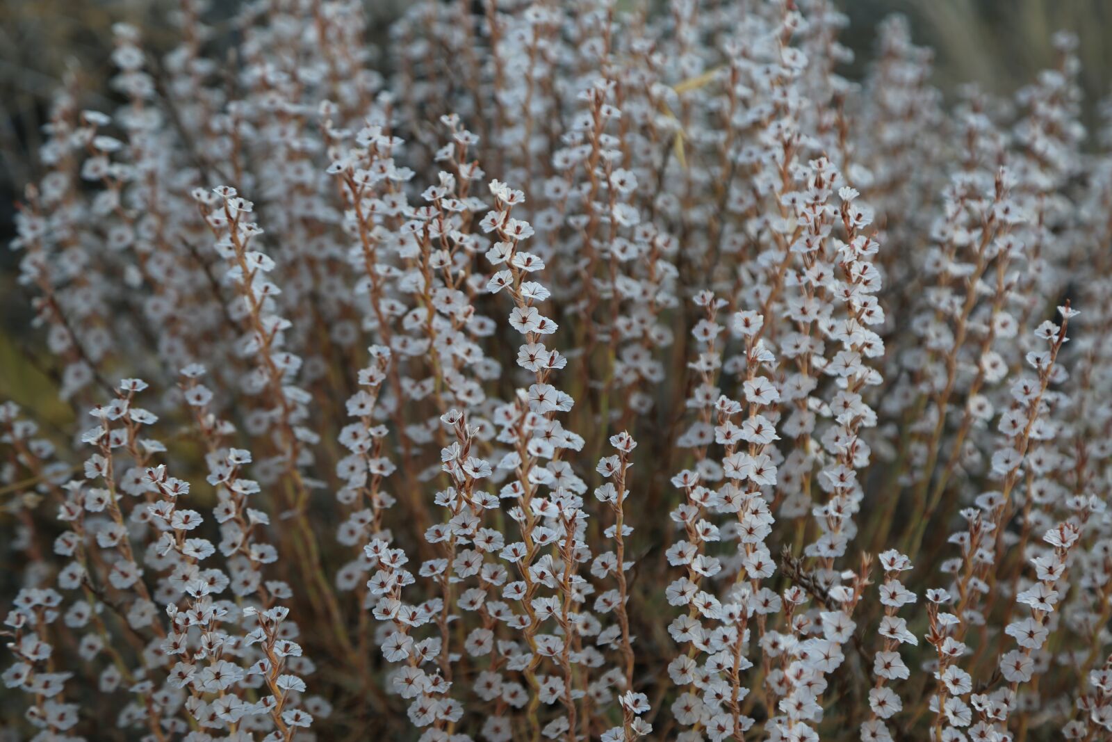 Canon EOS 5D Mark III sample photo. Flowers, inflorescence, plants photography