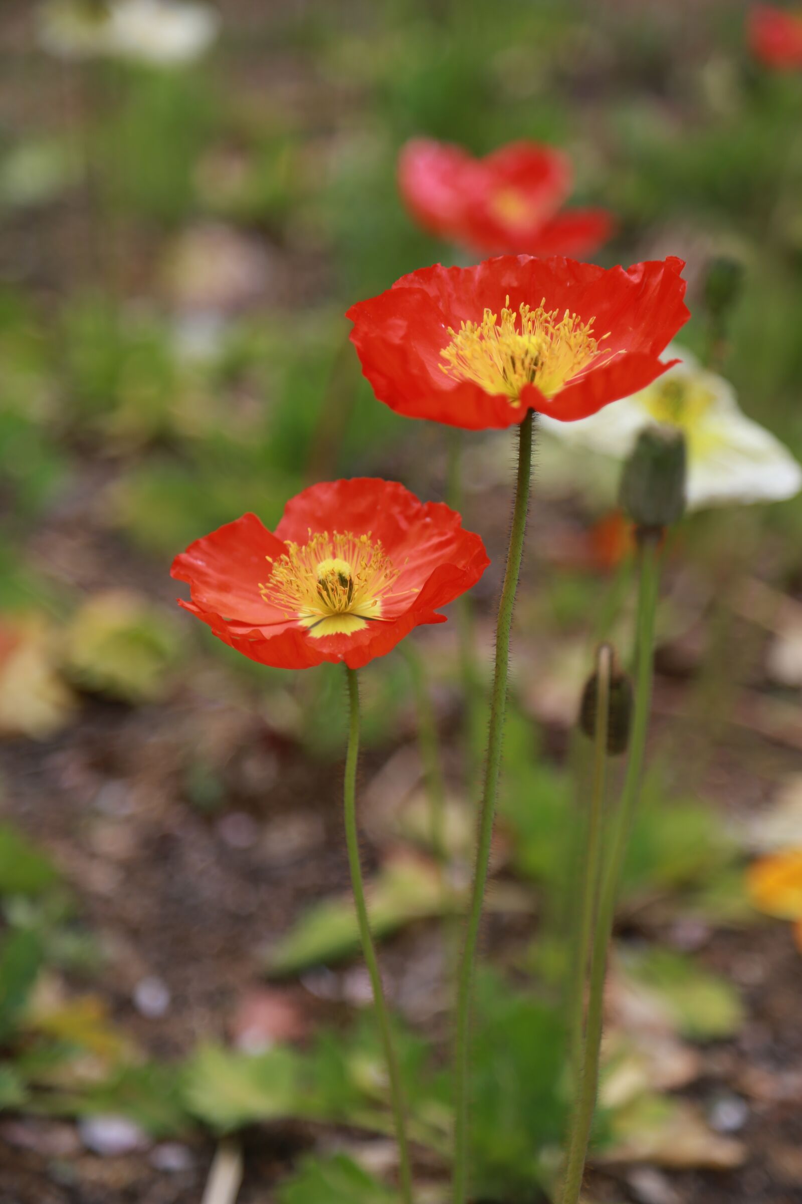 Canon EOS 6D + Canon EF 24-105mm F4L IS USM sample photo. Poppy, flowers, wildflower photography