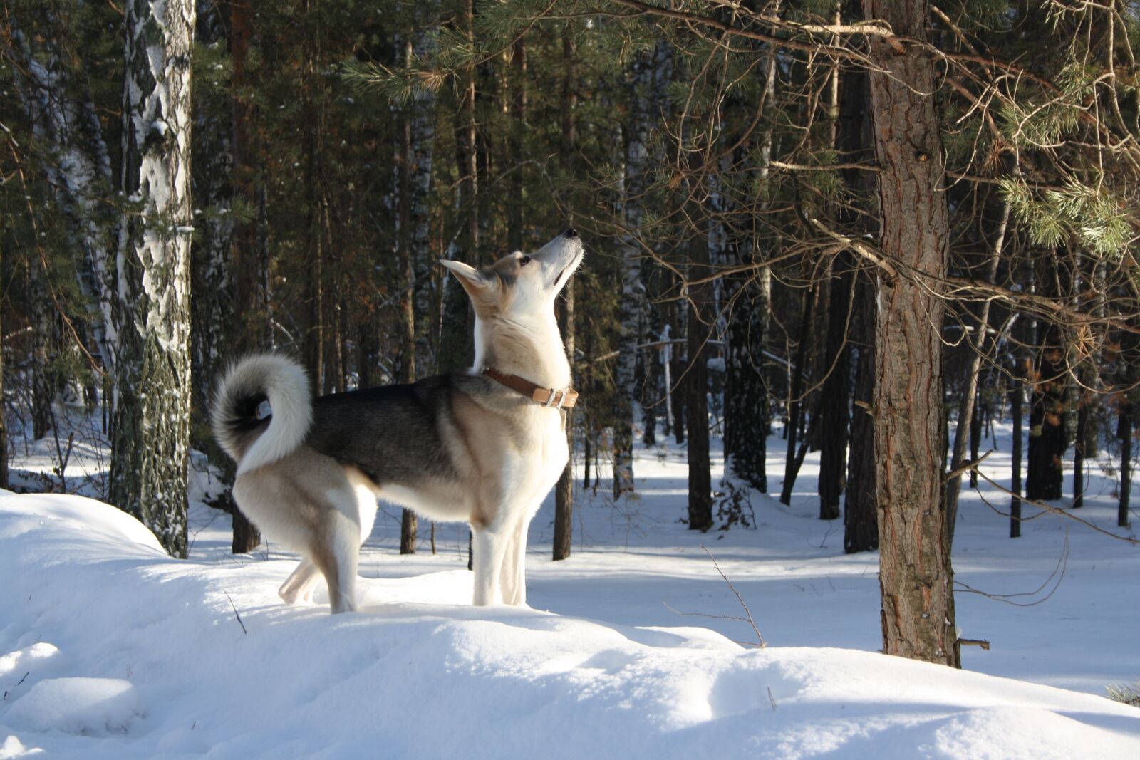 Canon EOS 1000D (EOS Digital Rebel XS / EOS Kiss F) sample photo. Dog, laika, hunting photography