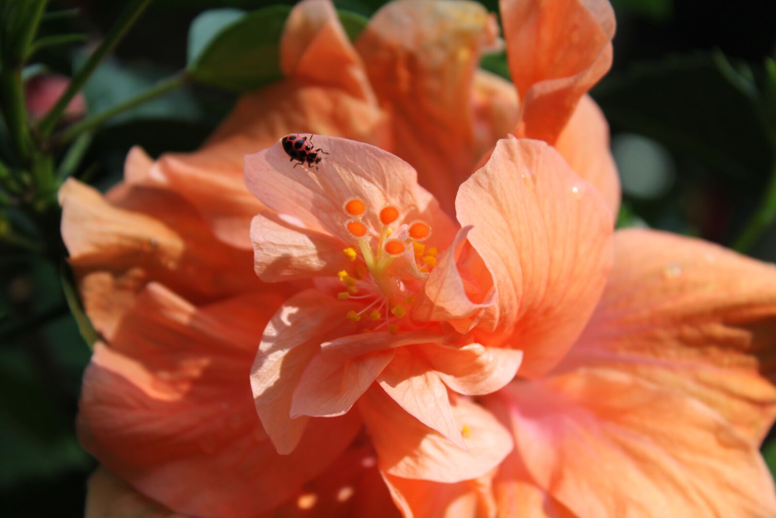 Canon EOS 500D (EOS Rebel T1i / EOS Kiss X3) sample photo. Flower, nature, flora photography