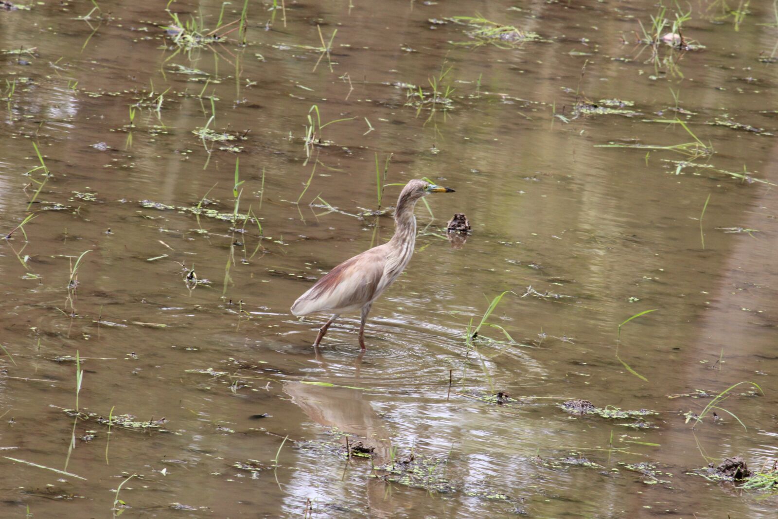 Canon EOS 1200D (EOS Rebel T5 / EOS Kiss X70 / EOS Hi) sample photo. Crane, field, water photography