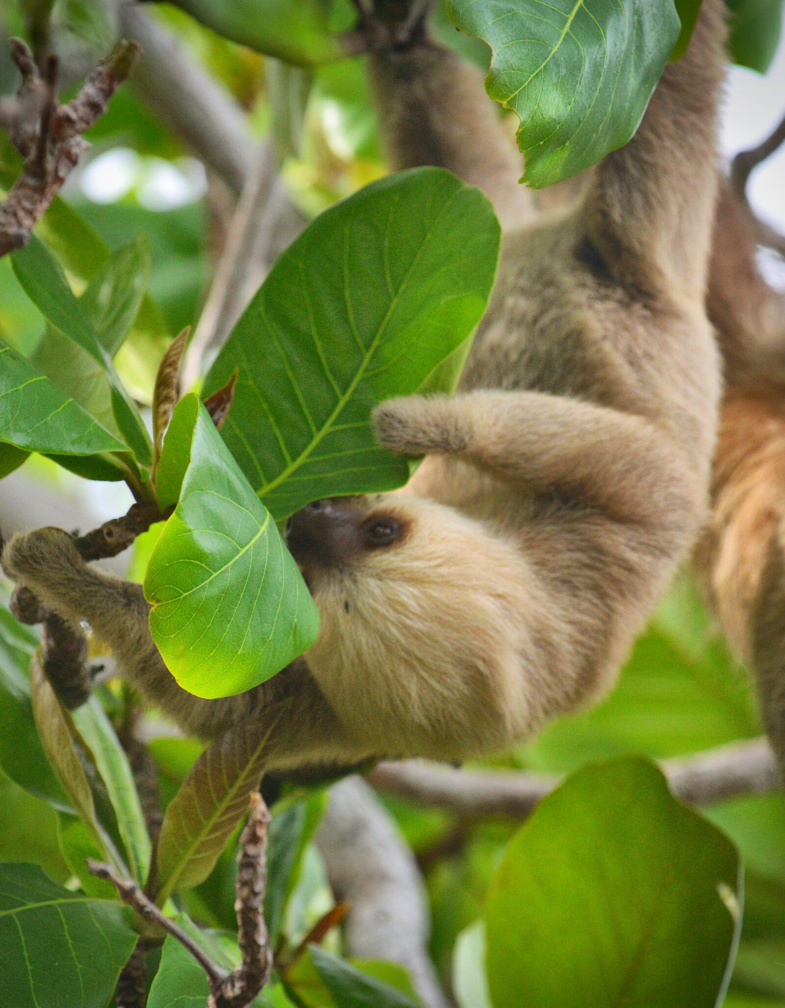 Nikon D610 sample photo. Sloth, baby, animal photography