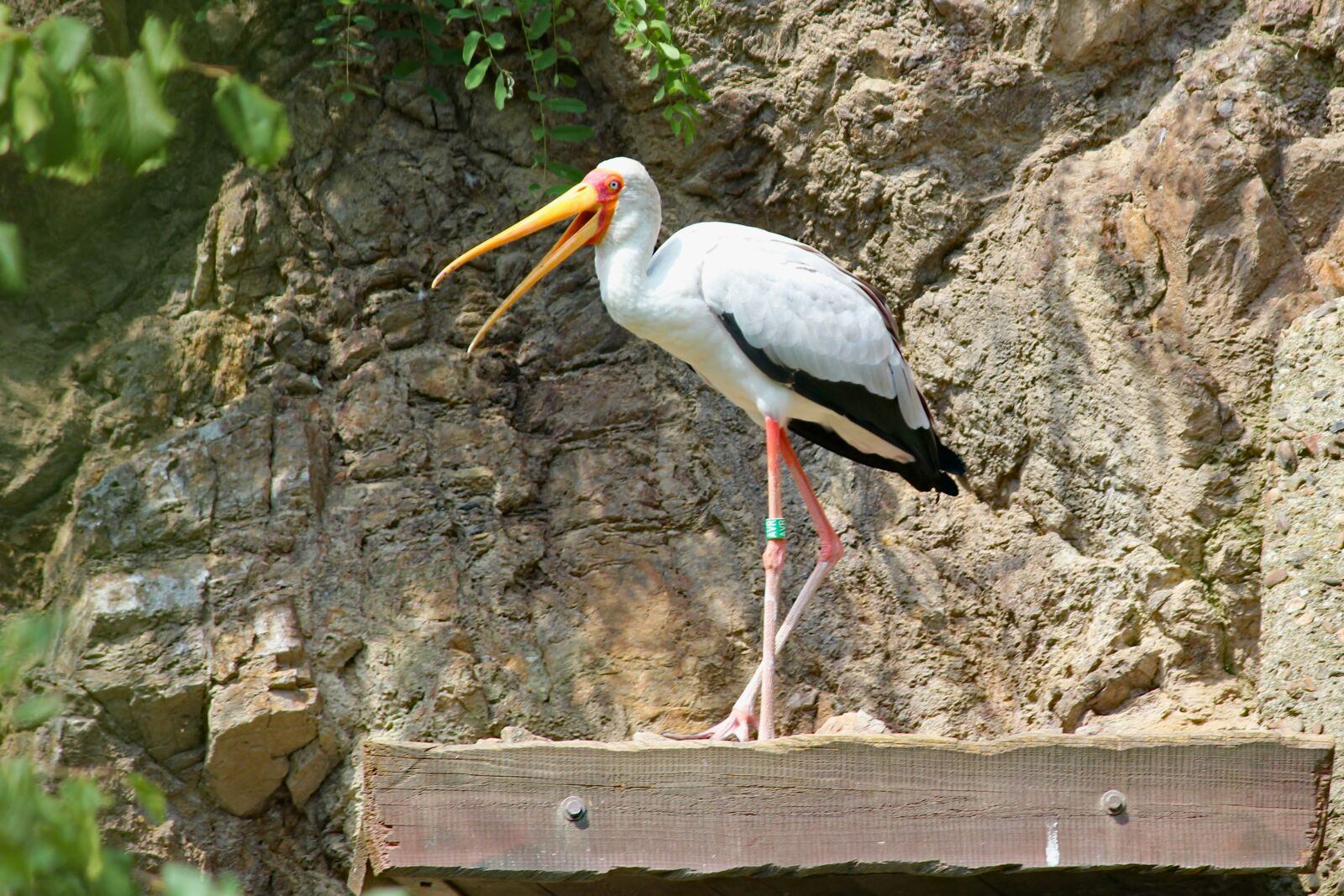 Canon EOS 550D (EOS Rebel T2i / EOS Kiss X4) sample photo. Stork, wine list, african photography