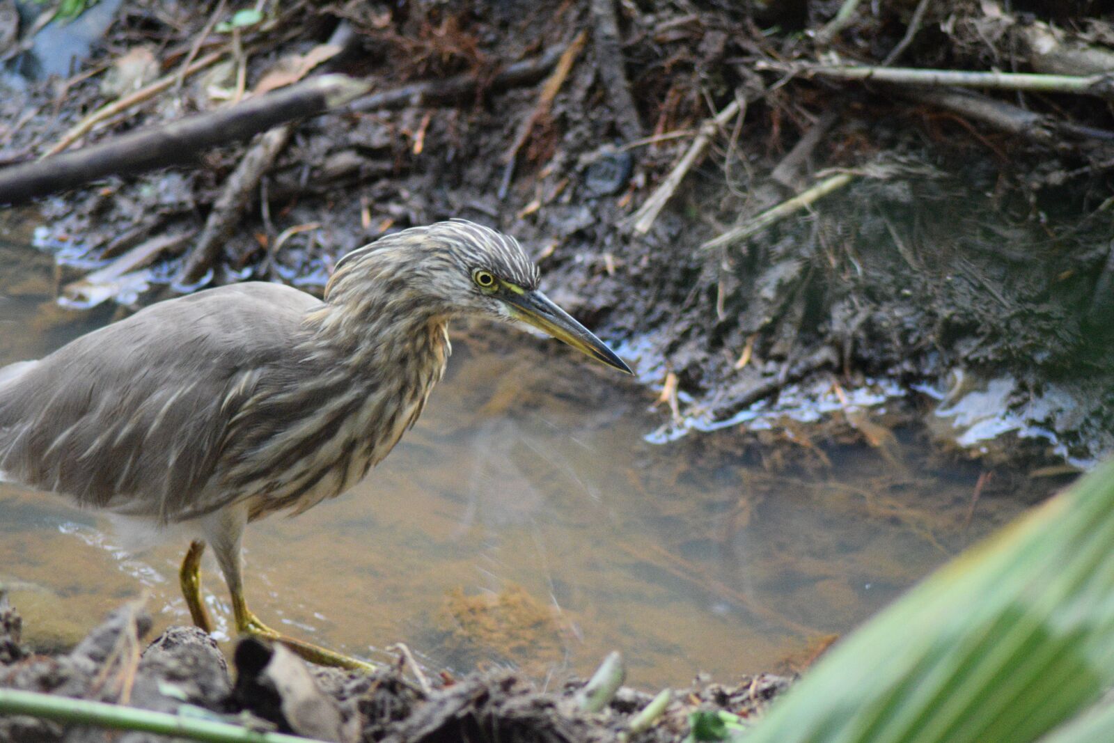 Nikon D3300 sample photo. Bird, water, nature photography