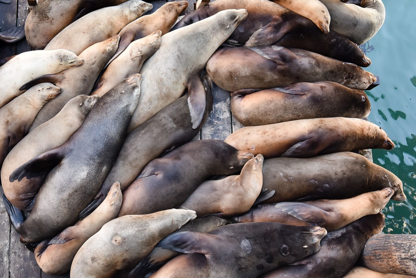 Nikon D750 sample photo. Sea lions, sleep, snuggle photography