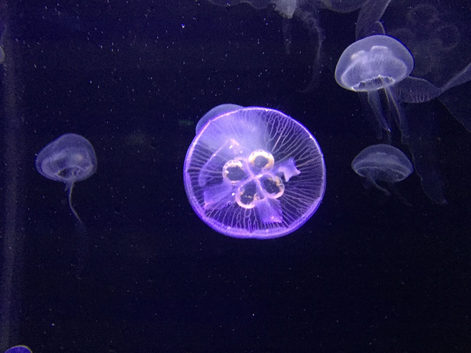 Apple iPhone 6 sample photo. The jellyfish, dark, ocean photography