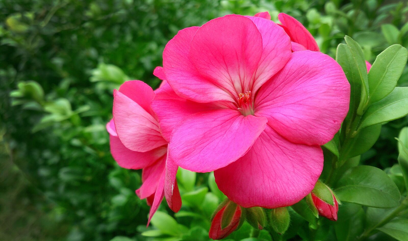 Sony Xperia Z sample photo. Pink flower, pink, beautiful photography