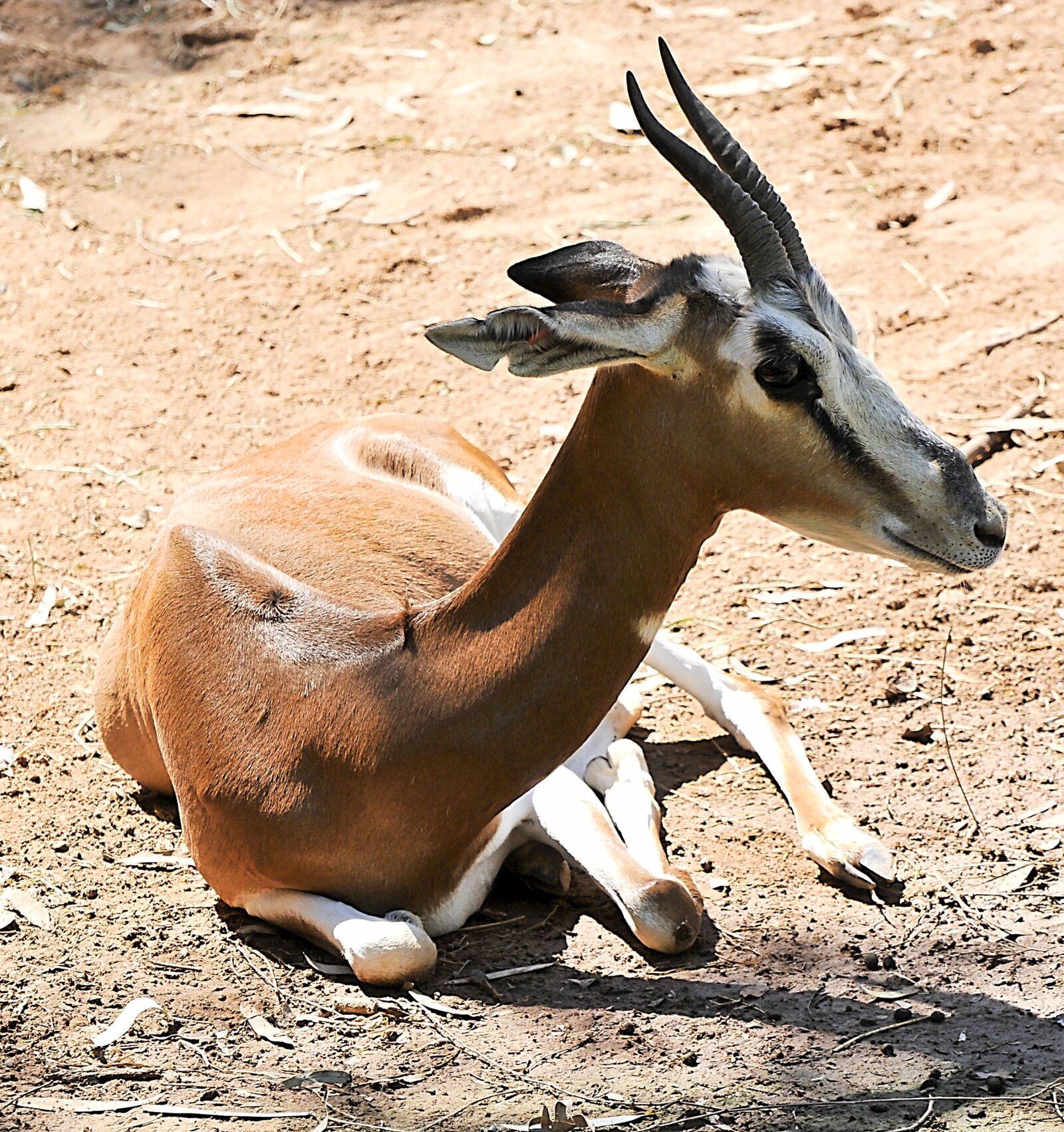 Nikon D300 sample photo. Antelope, mammal, animal photography