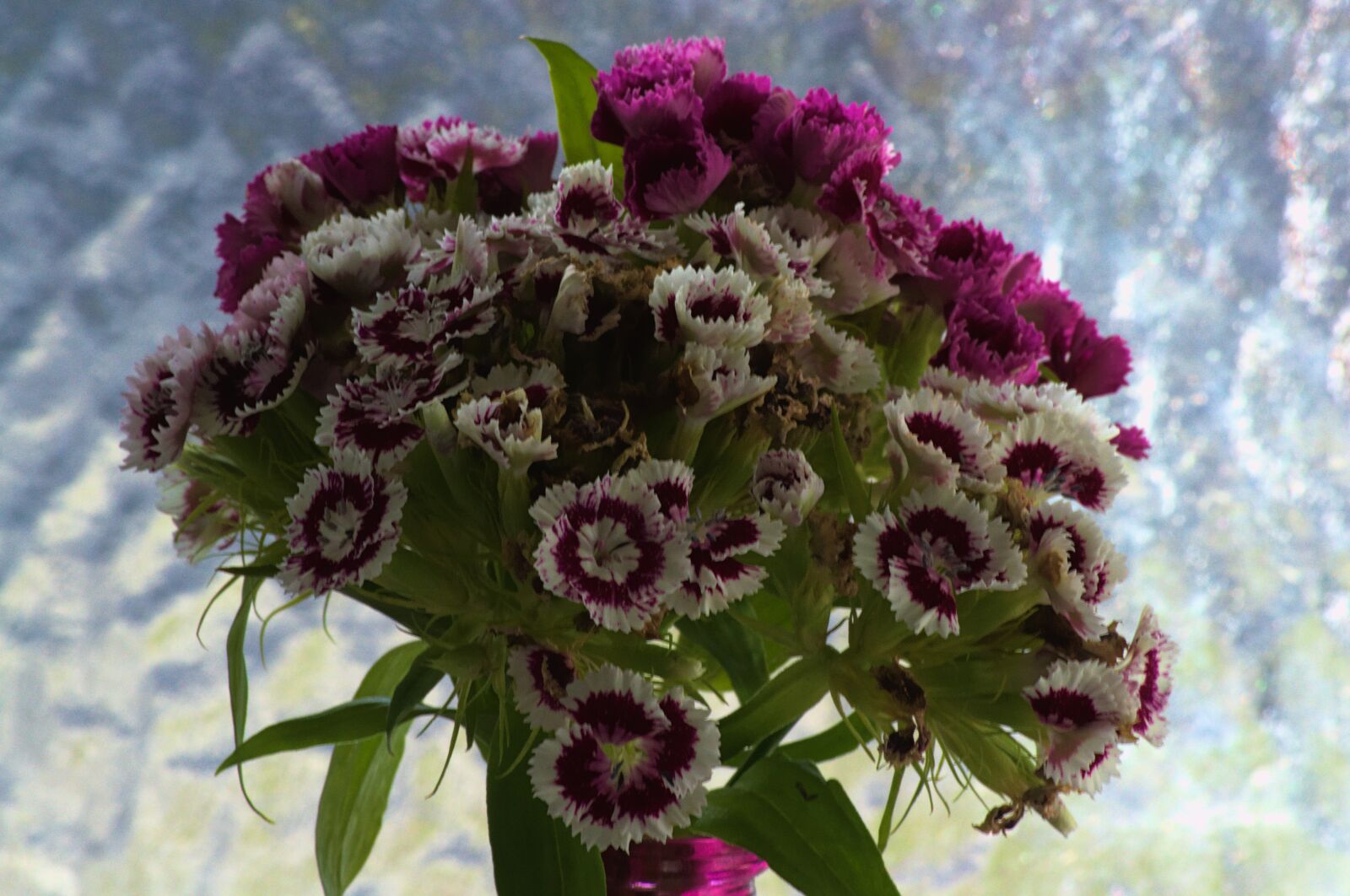 Nikon D3100 sample photo. Flowers, withering, withered photography