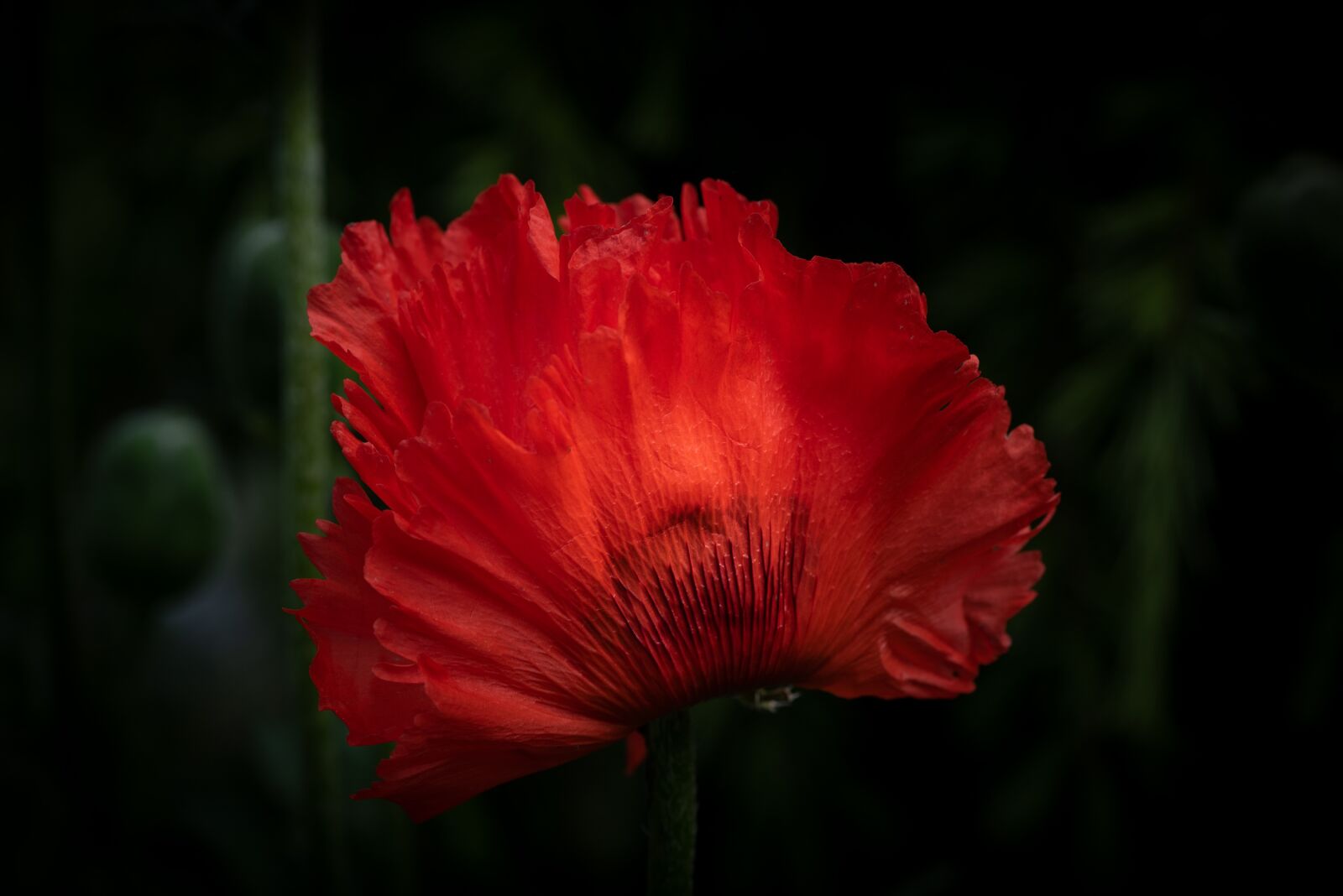 Nikon D750 sample photo. Poppy, flower, meadow photography