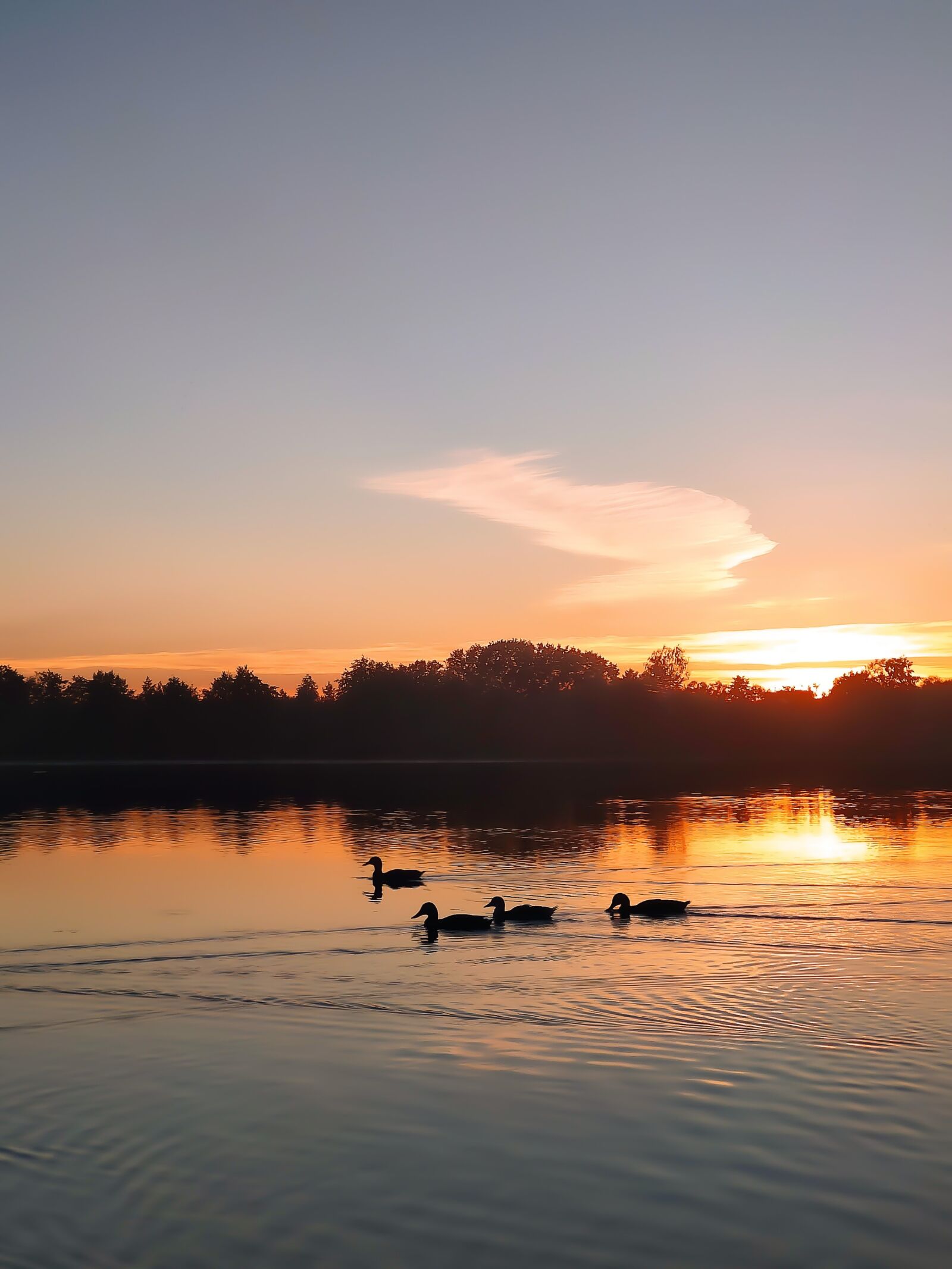 Xiaomi Mi 9T sample photo. Ducks, waterfowl, sunset photography