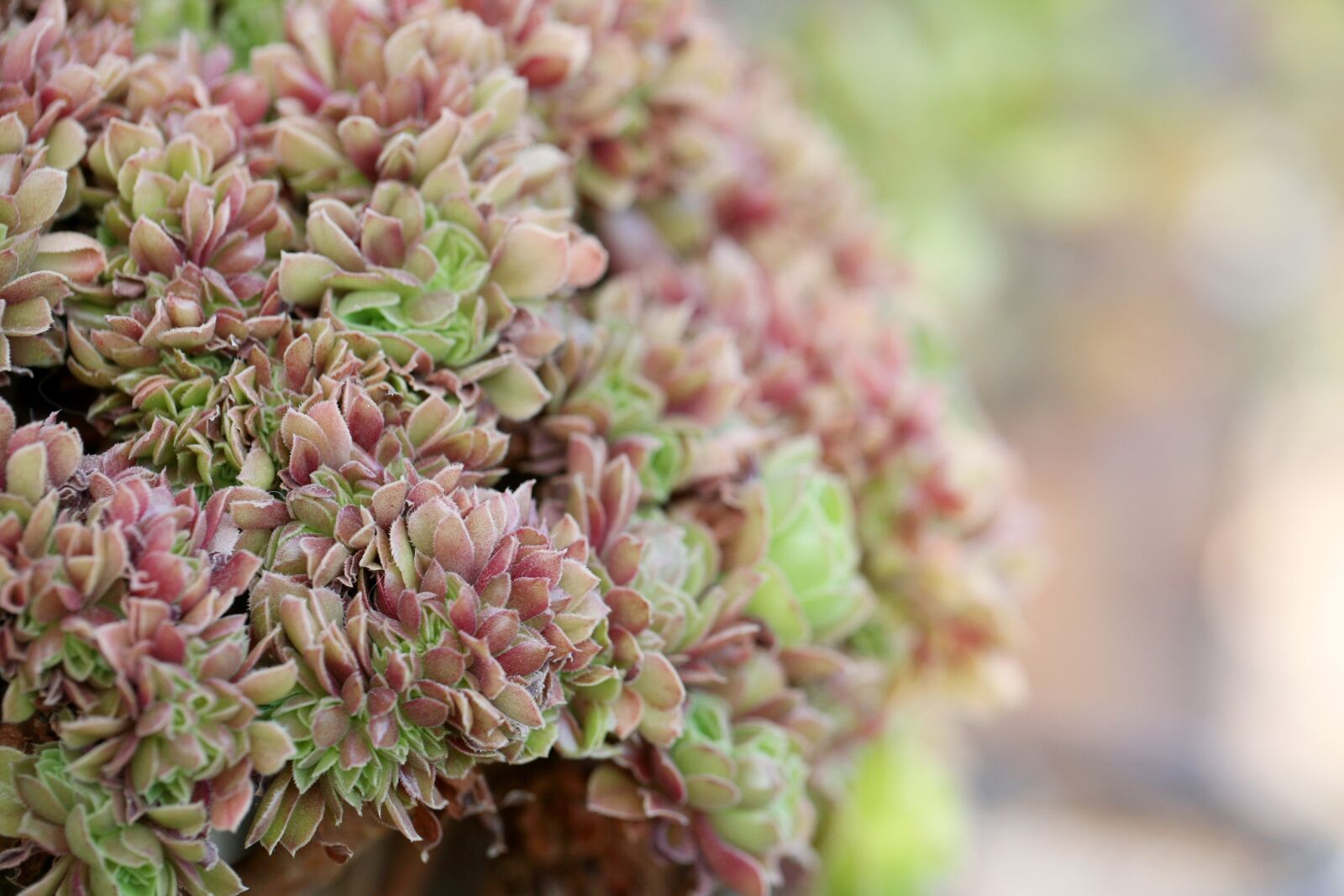 Canon EOS 5D sample photo. A fleshy plant, fleshy photography