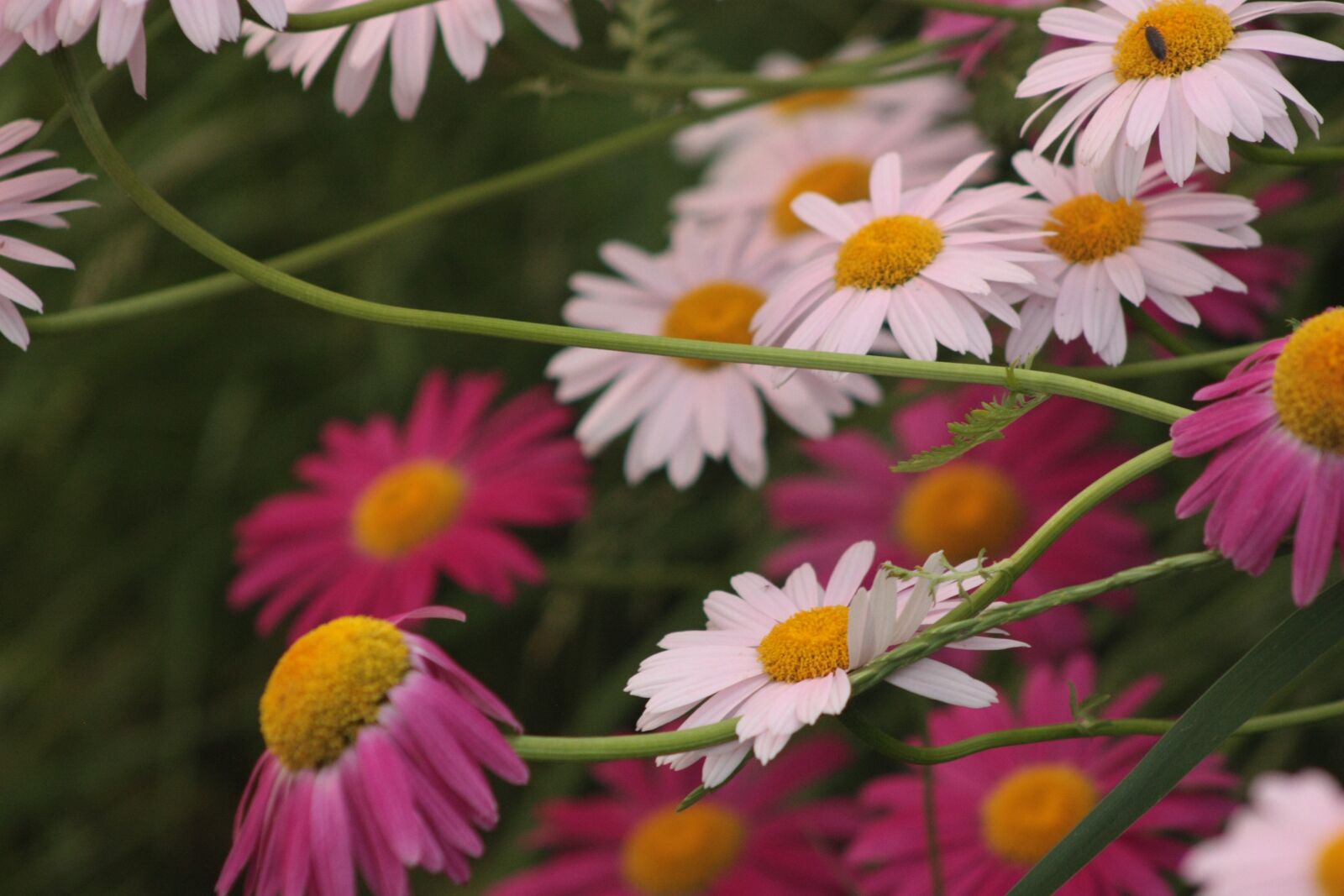 Canon EOS 450D (EOS Rebel XSi / EOS Kiss X2) sample photo. Painted daisies, garden, plant photography
