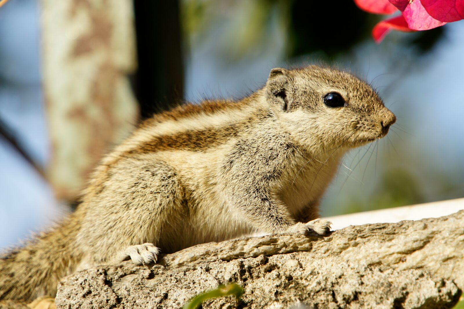 Sony Alpha NEX-5 sample photo. Squirrel, animal, rodent photography