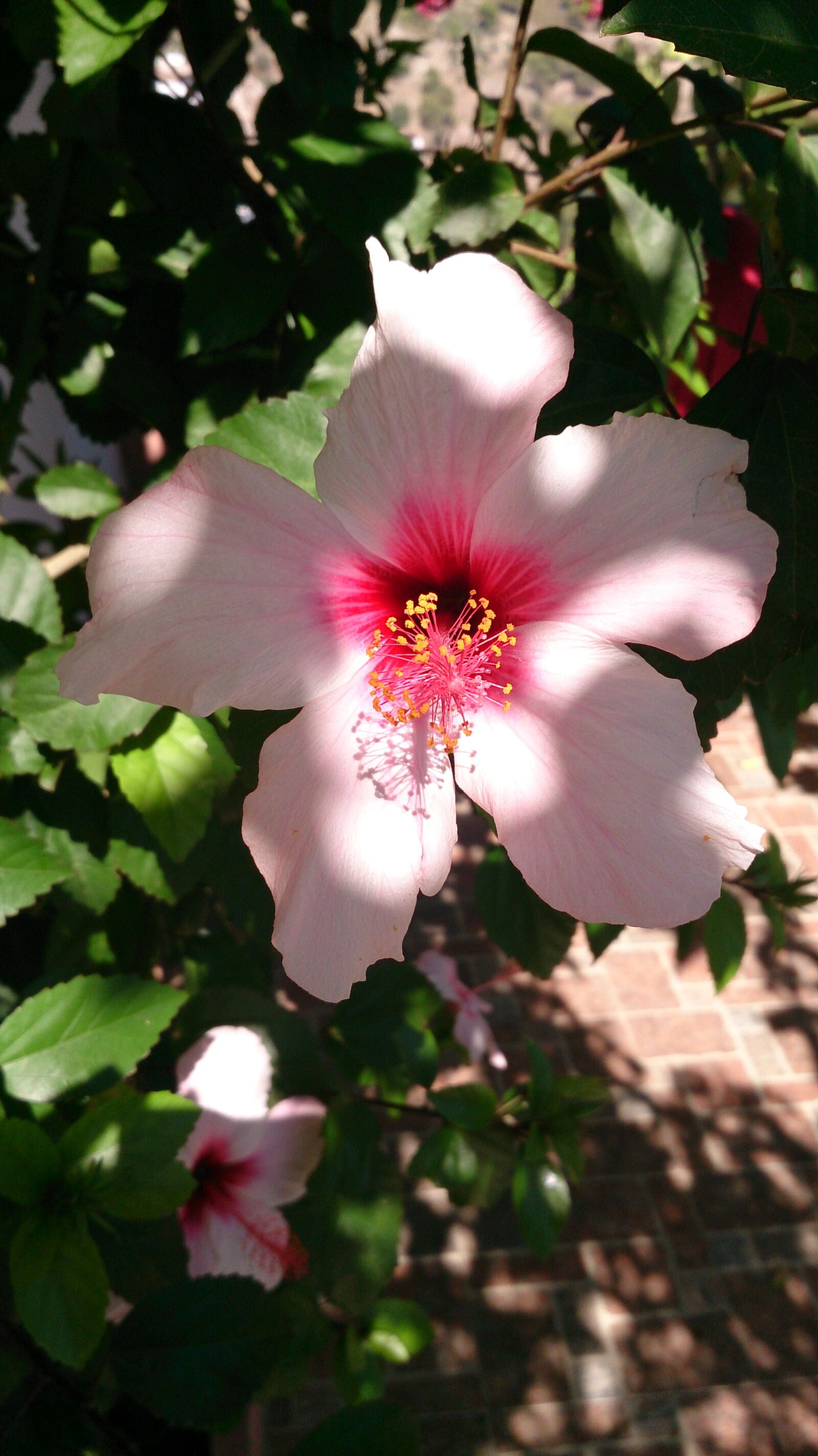 Sony Xperia Z sample photo. Hibiscus, flower, pacific photography