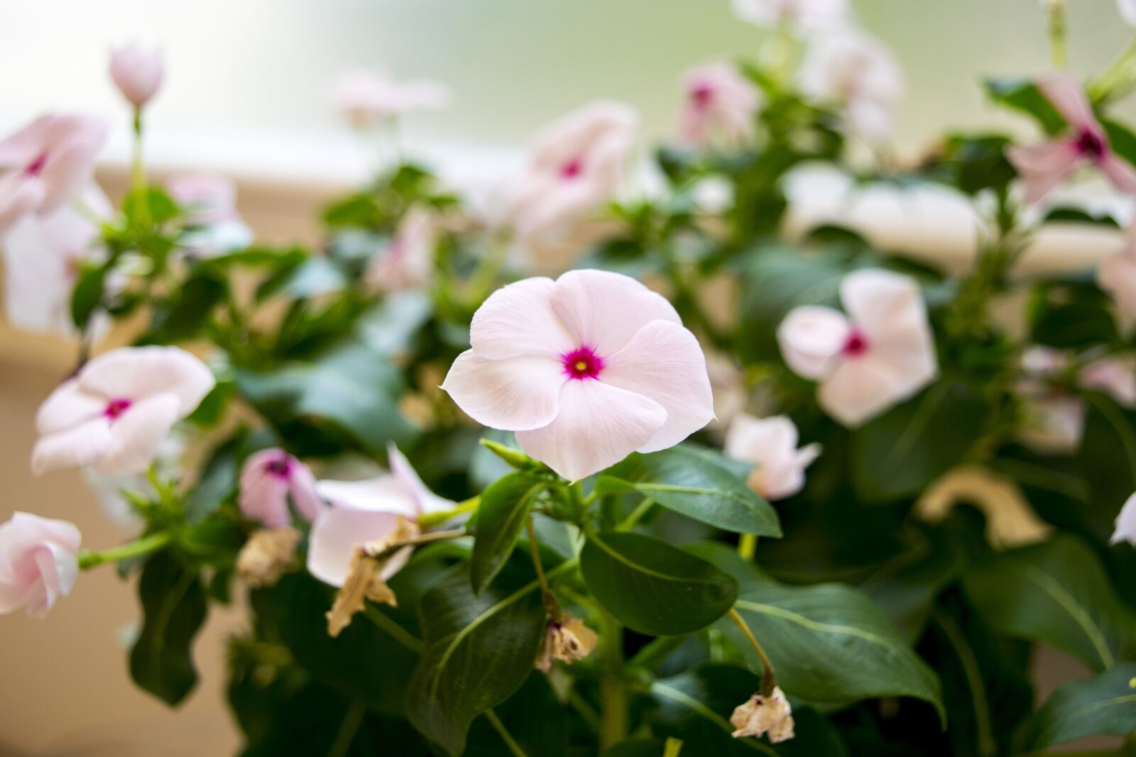 Nikon D5300 sample photo. Cottages-vacation rentals, nature, flowers photography