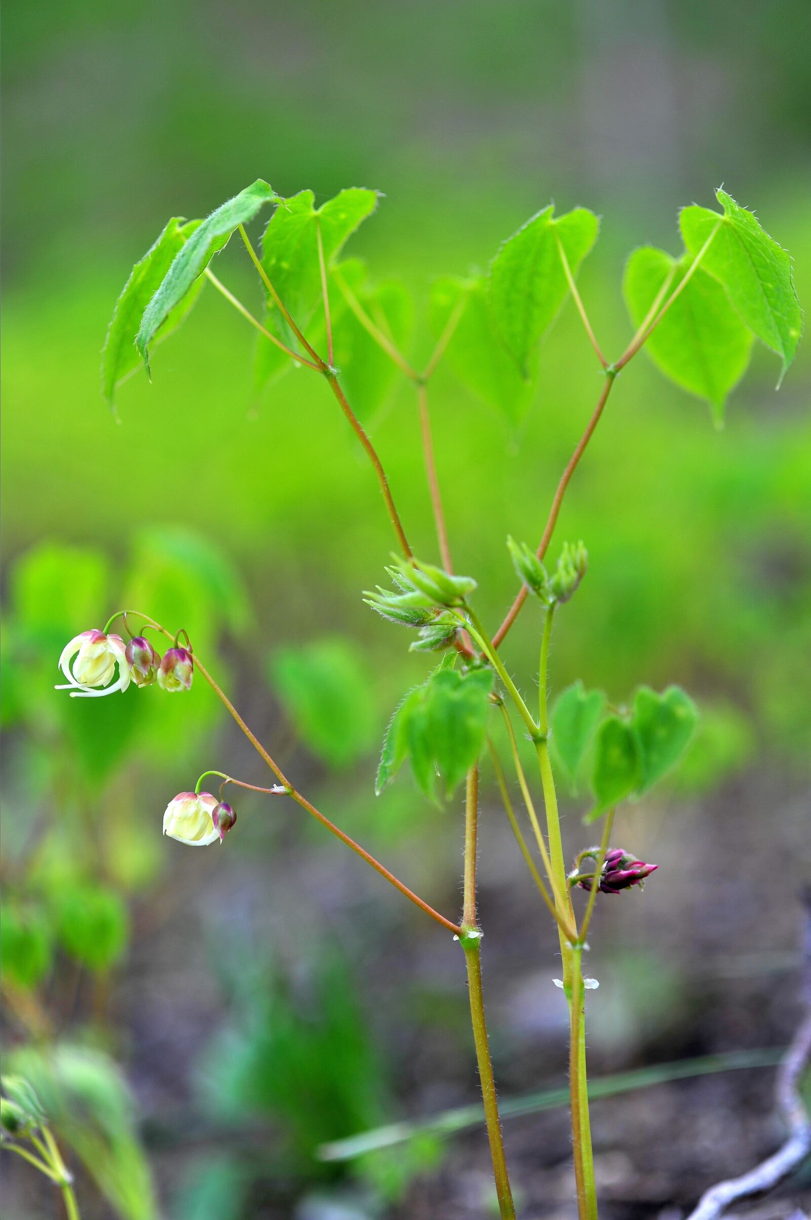 Nikon D3S sample photo. Medicinal herbs, epimedium, health photography