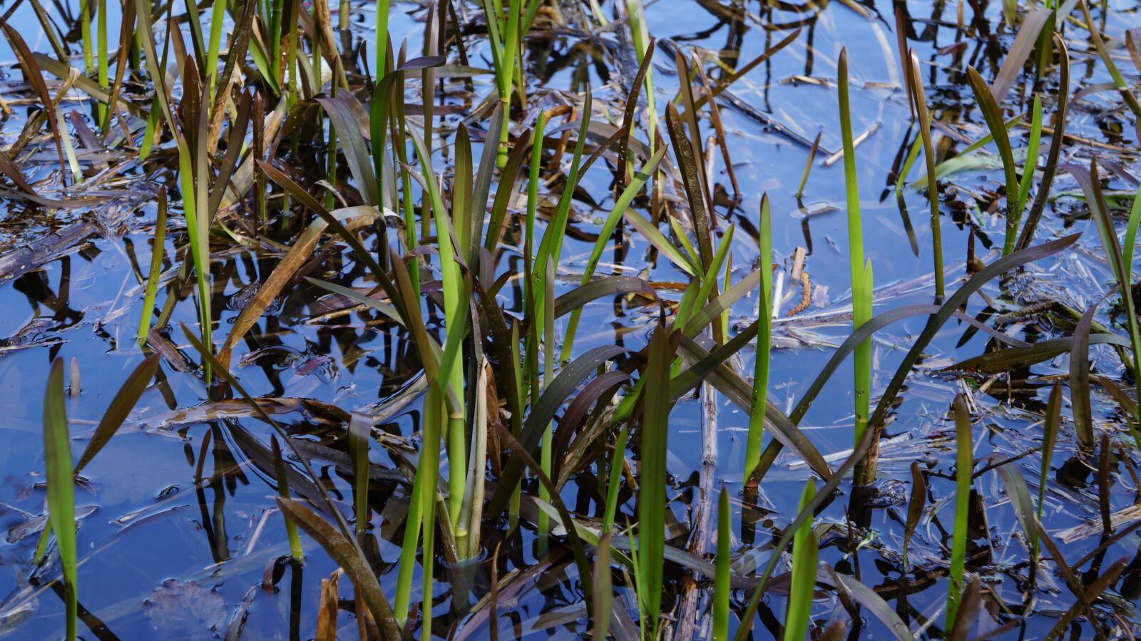 Sony Alpha a3000 + Sony E 18-55mm F3.5-5.6 OSS sample photo. Water, reed, waters photography