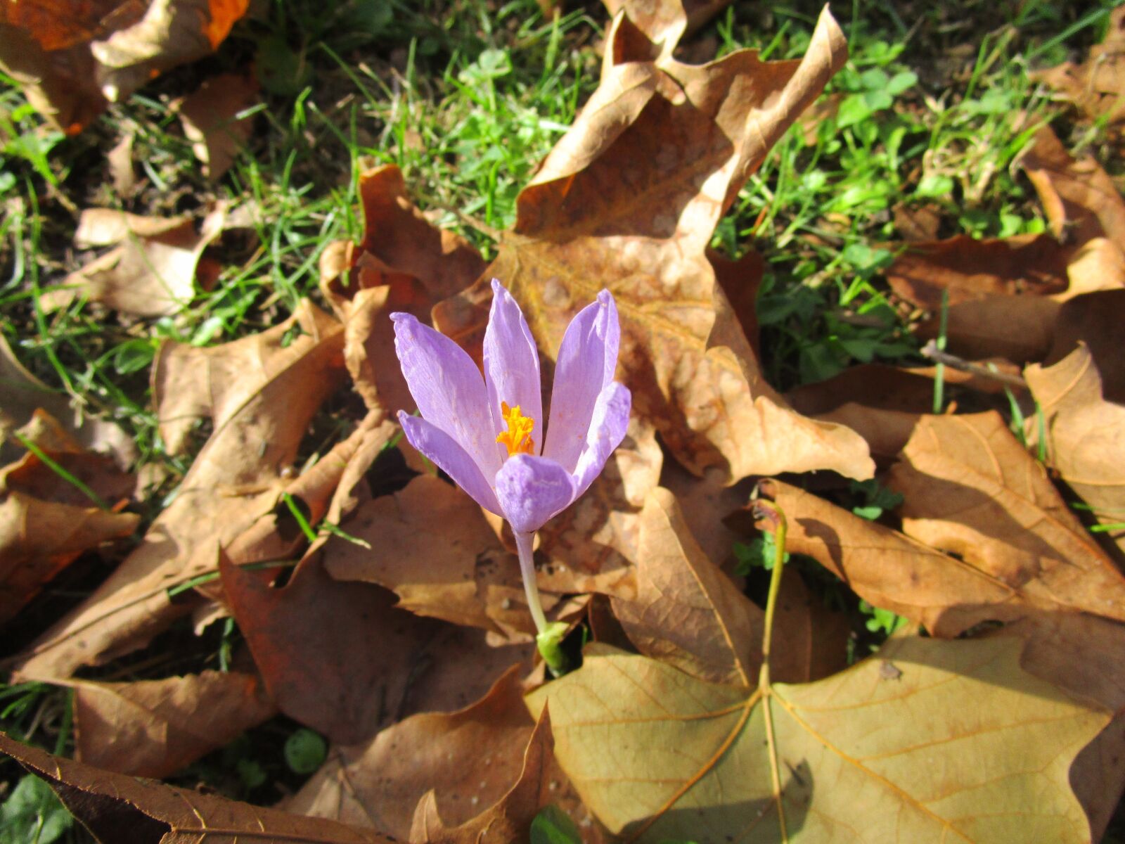 Canon PowerShot ELPH 150 IS (IXUS 155 / IXY 140) sample photo. Purple flower, flower, autumn photography