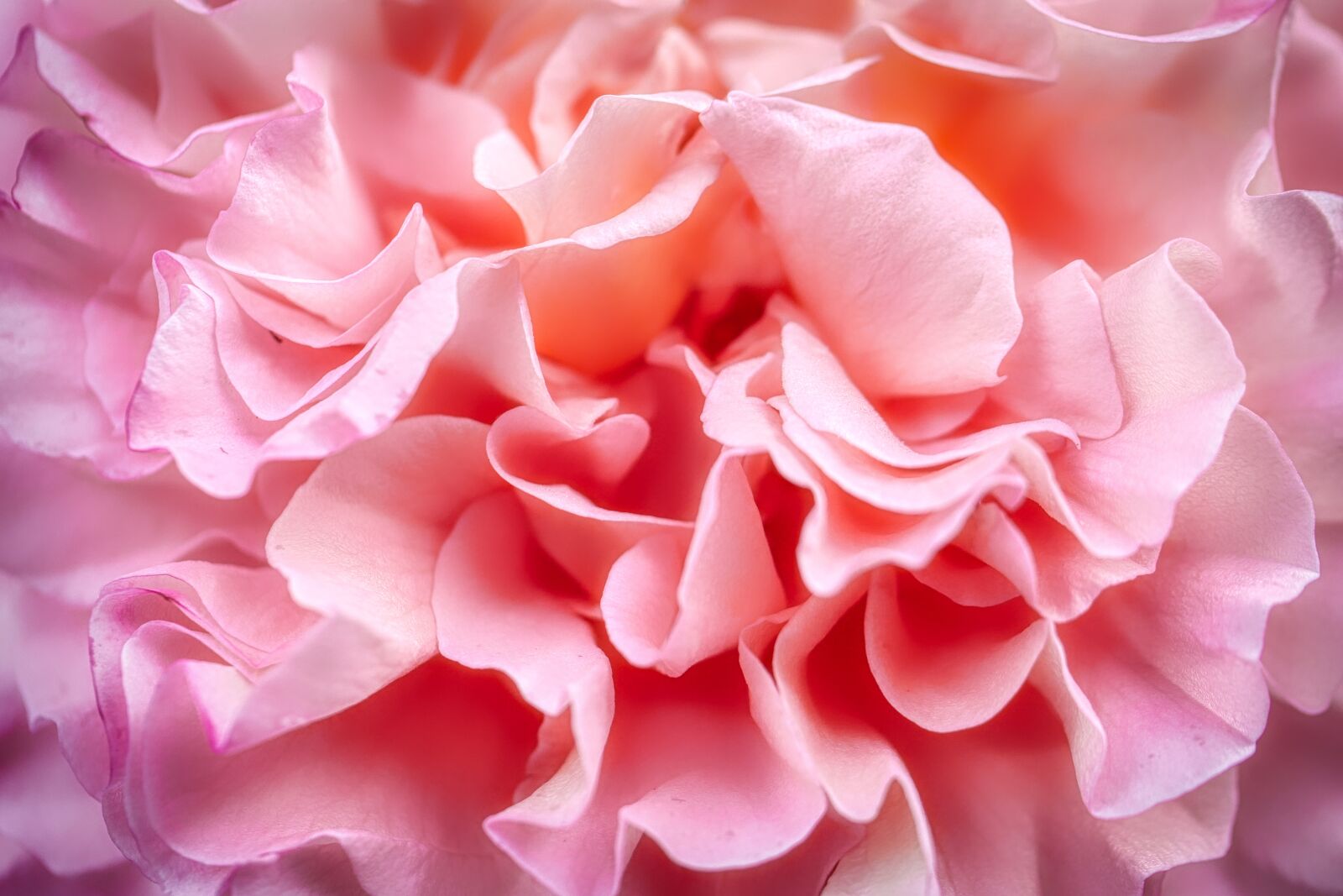 Panasonic Lumix DMC-GX8 sample photo. Rose, petals, flower photography
