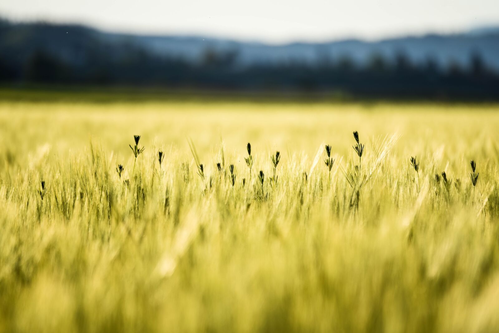 Nikon D750 sample photo. Cornfield, summer, wheat photography